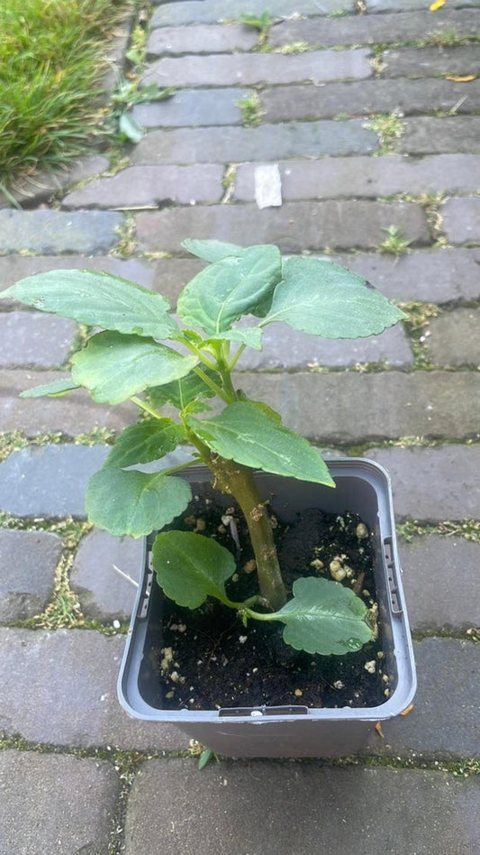 Impatiens Mackeyana cutting
