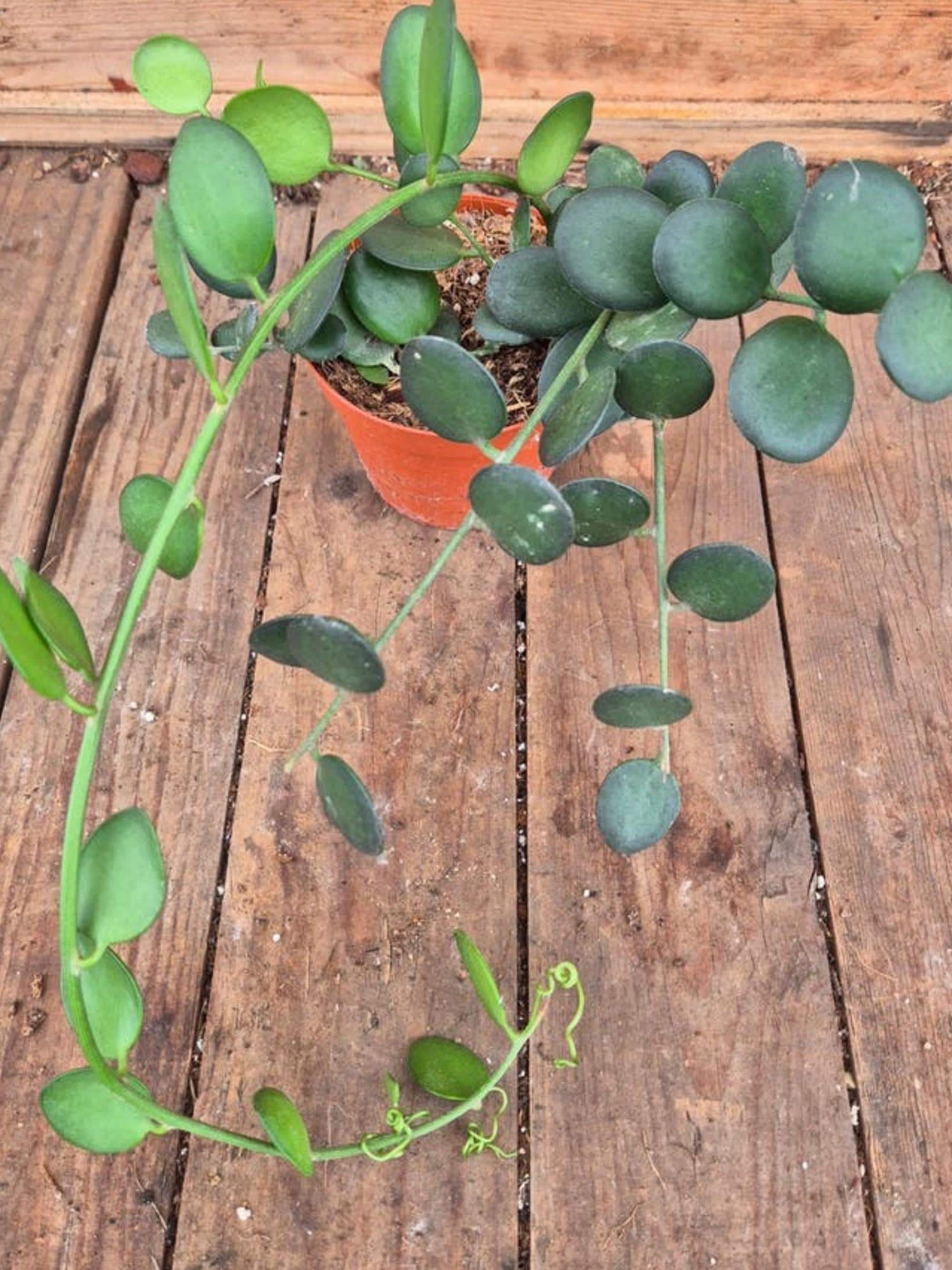 Xerosicyos Danguyi Silver Dollar Vine cutting
