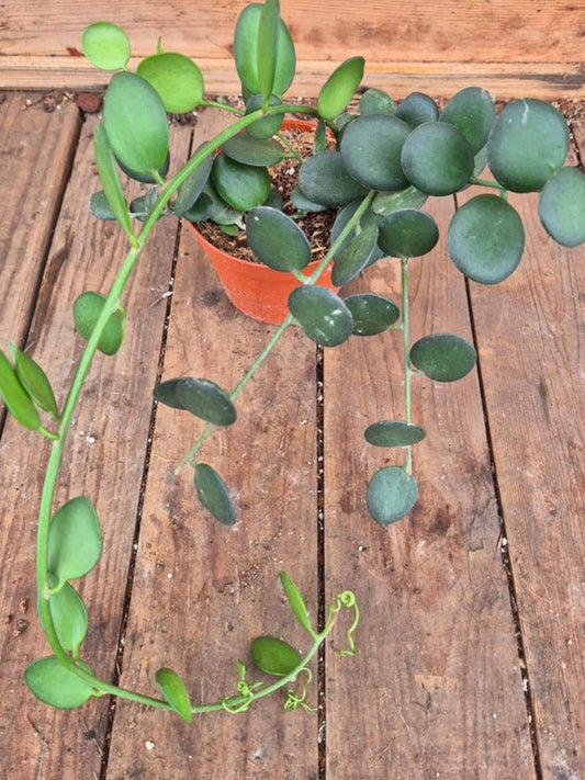 Xerosicyos Danguyi Silver Dollar Vine cutting