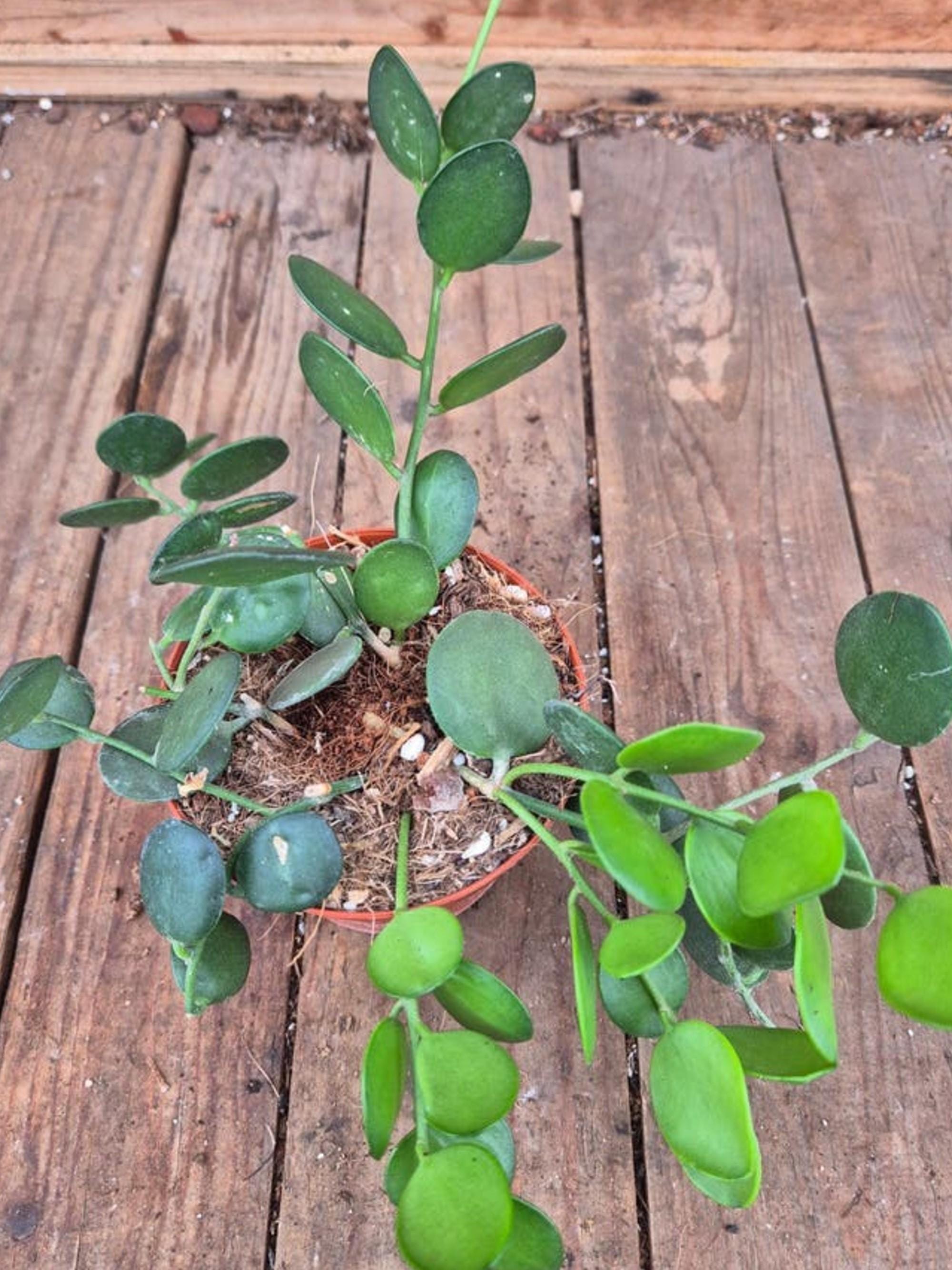 Xerosicyos Danguyi Silver Dollar Vine cutting