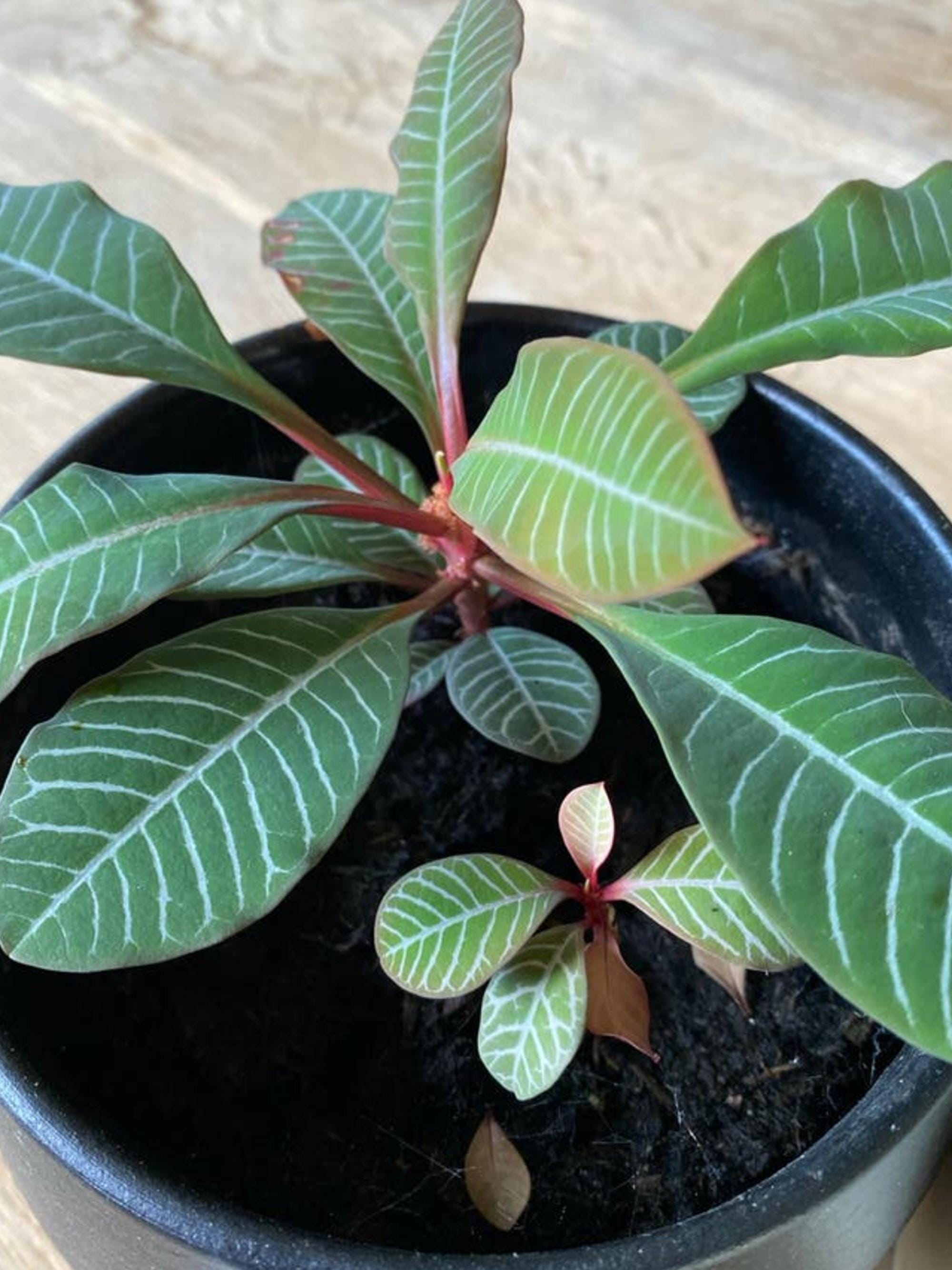 Euphorbia Leuconeura Madagascar Jewel cutting