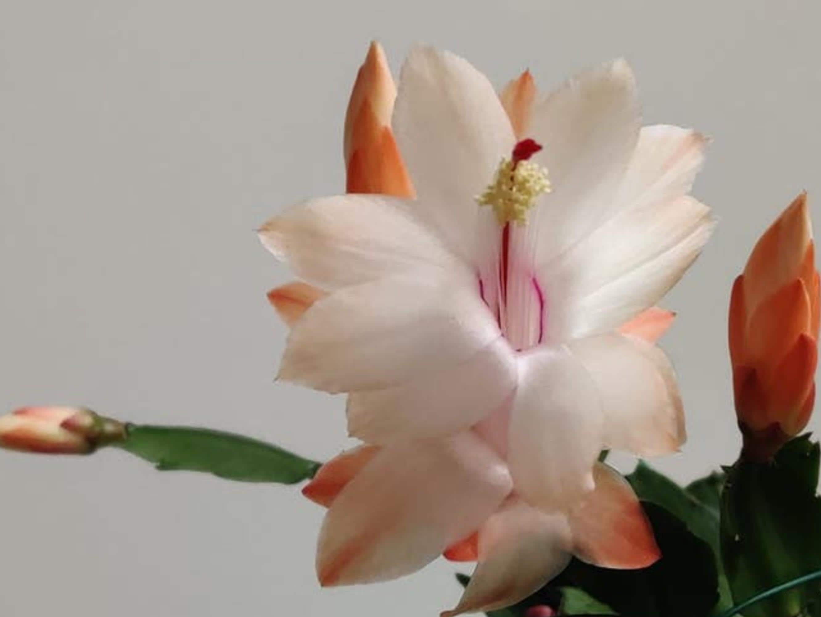 Schlumbergera Moonlight Fantasy cutting