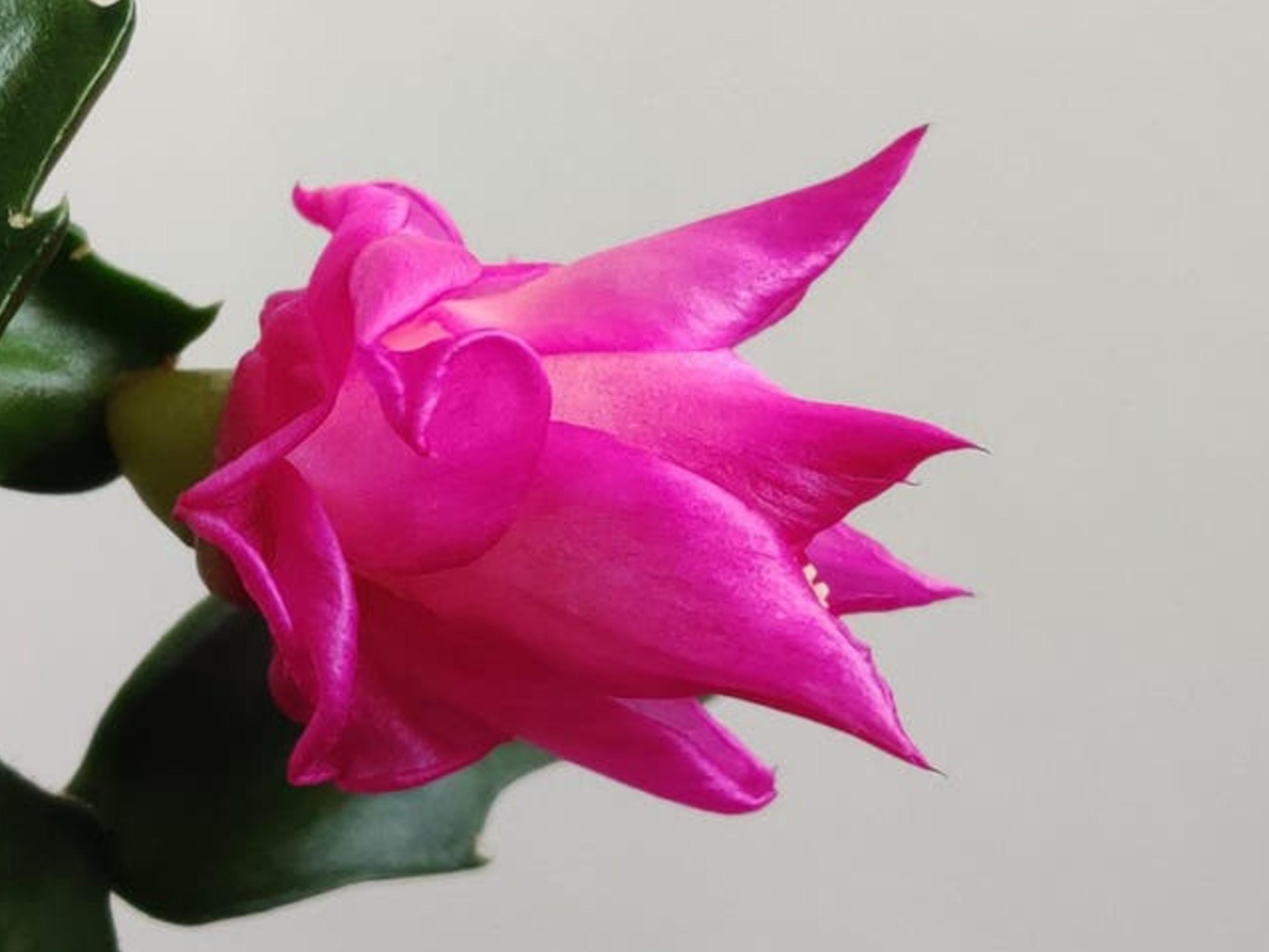 Schlumbergera Cherry Rose cutting