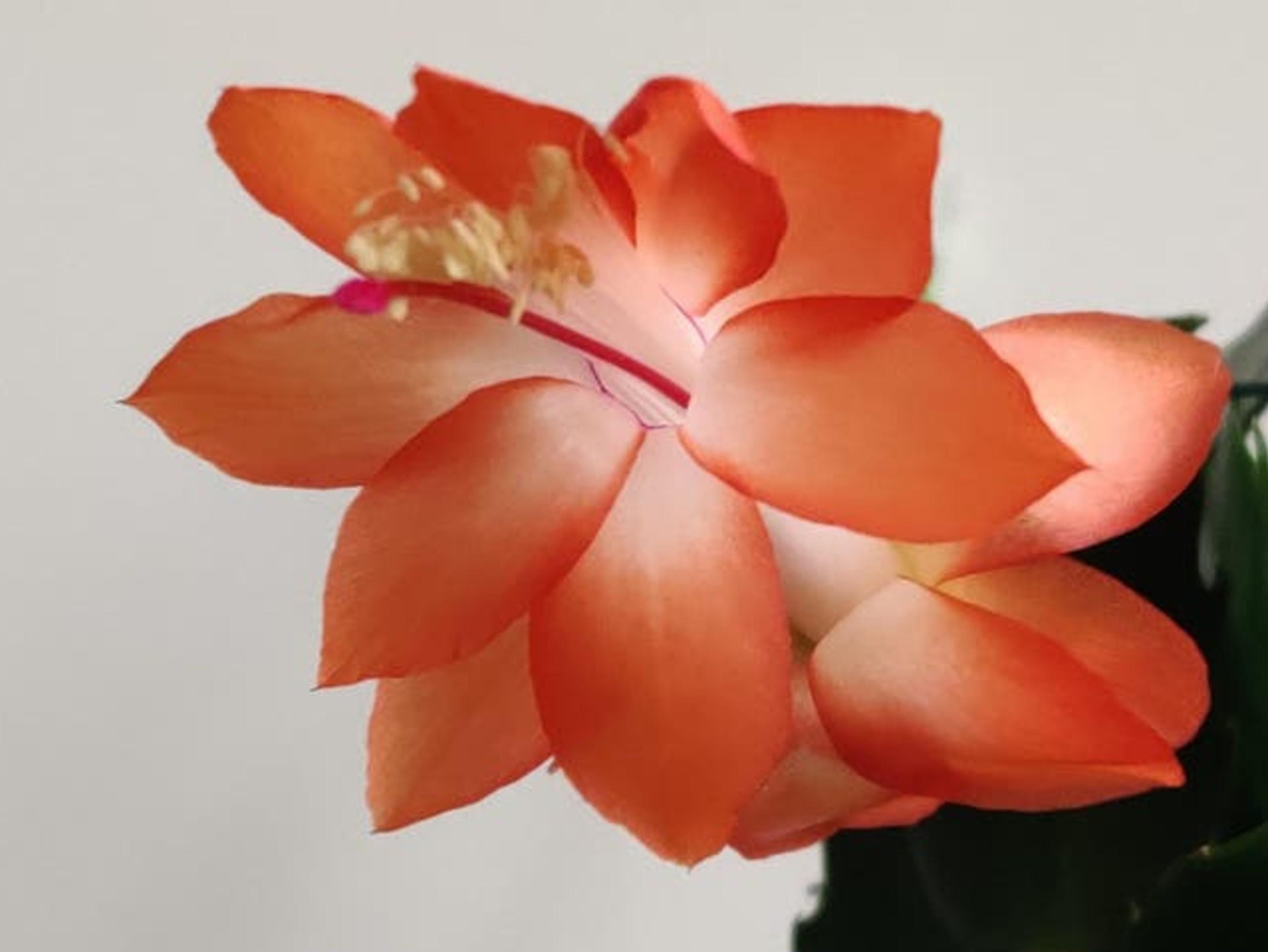 Schlumbergera Musette cutting
