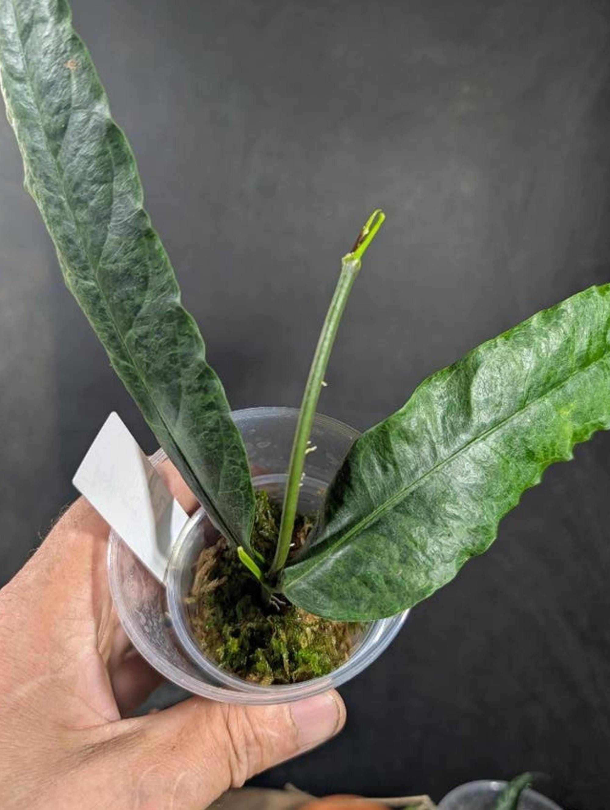 Hoya Amrita cutting