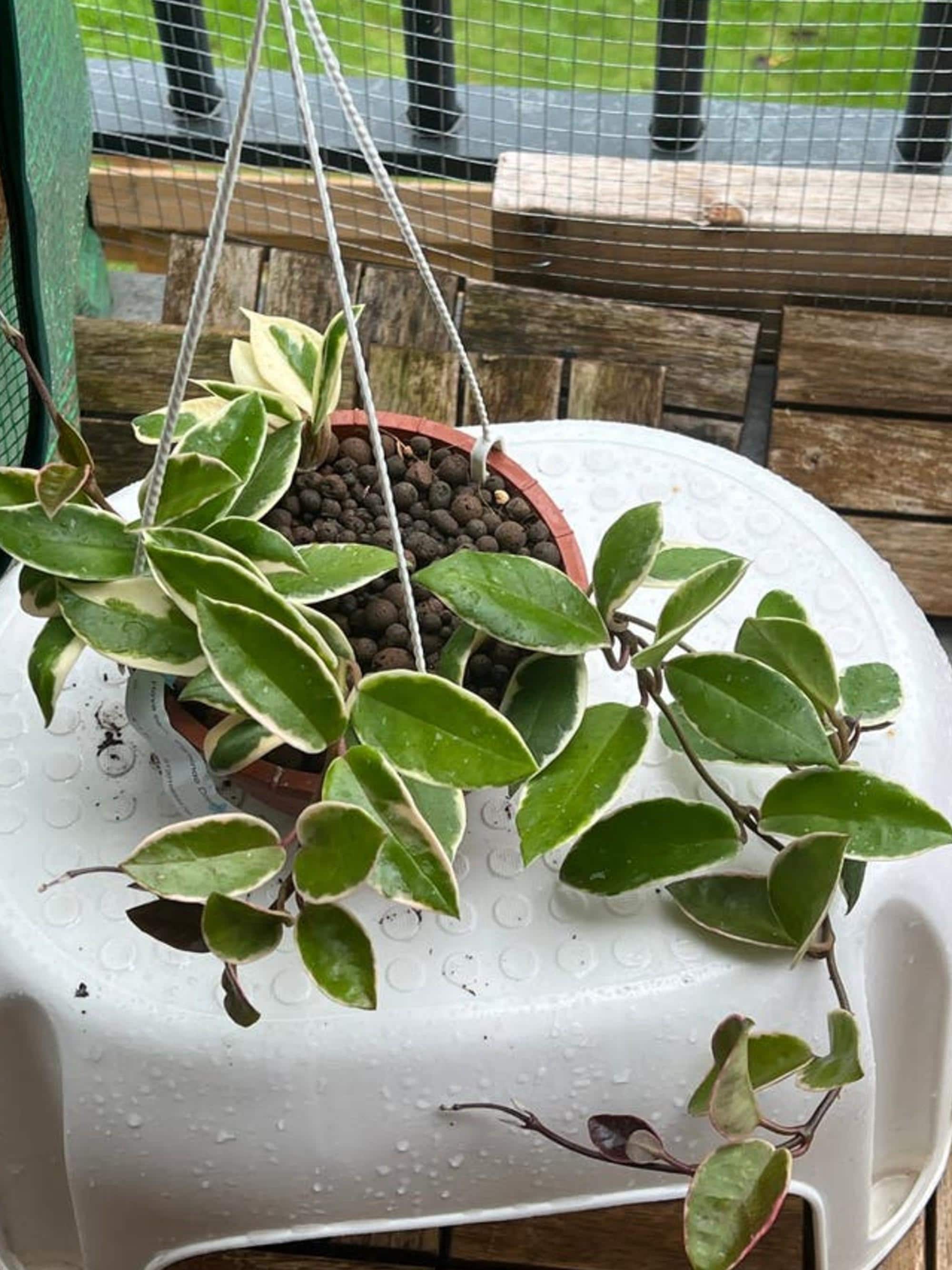 Hoya Flamingo Dreams cutting