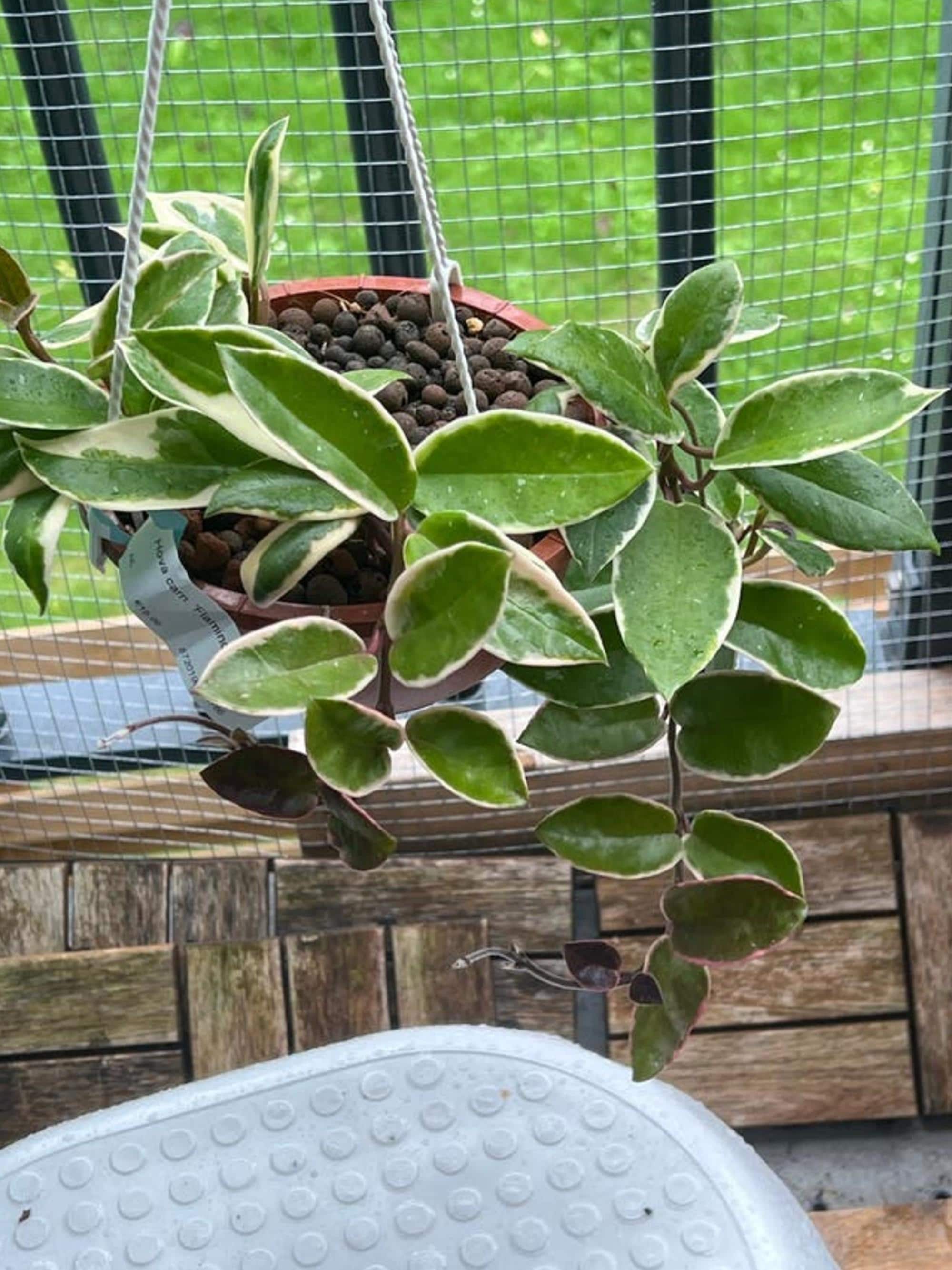 Hoya Flamingo Dreams cutting