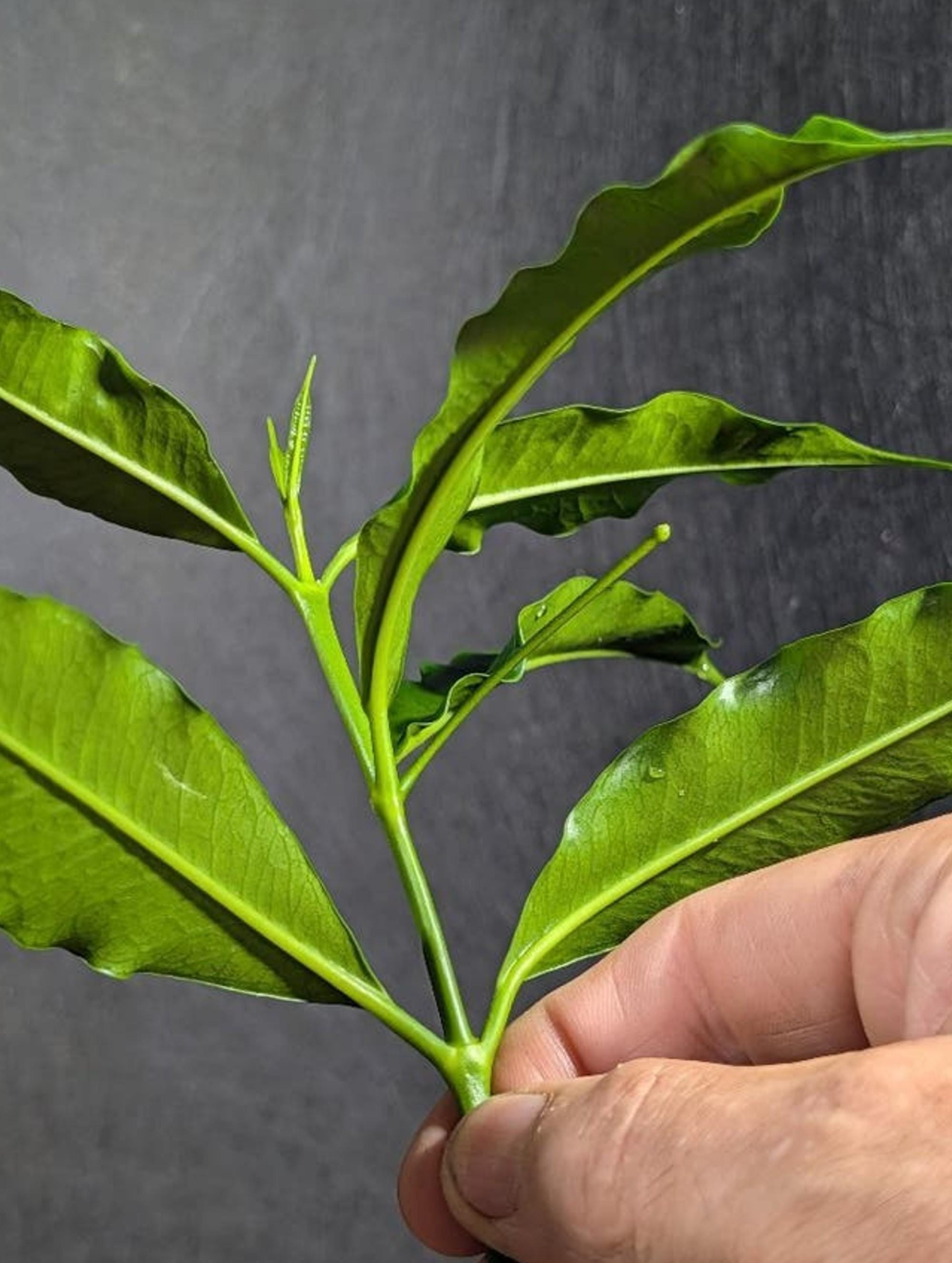 Hoya Irisae cutting