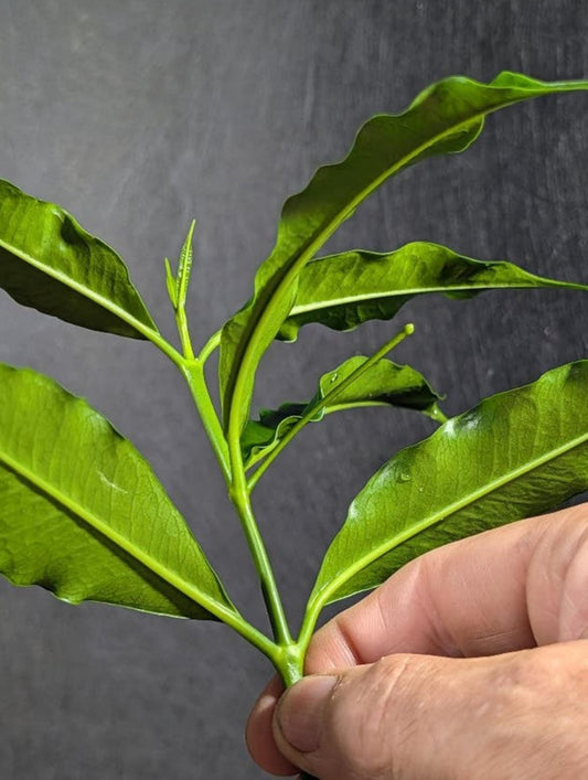 Hoya Irisae cutting