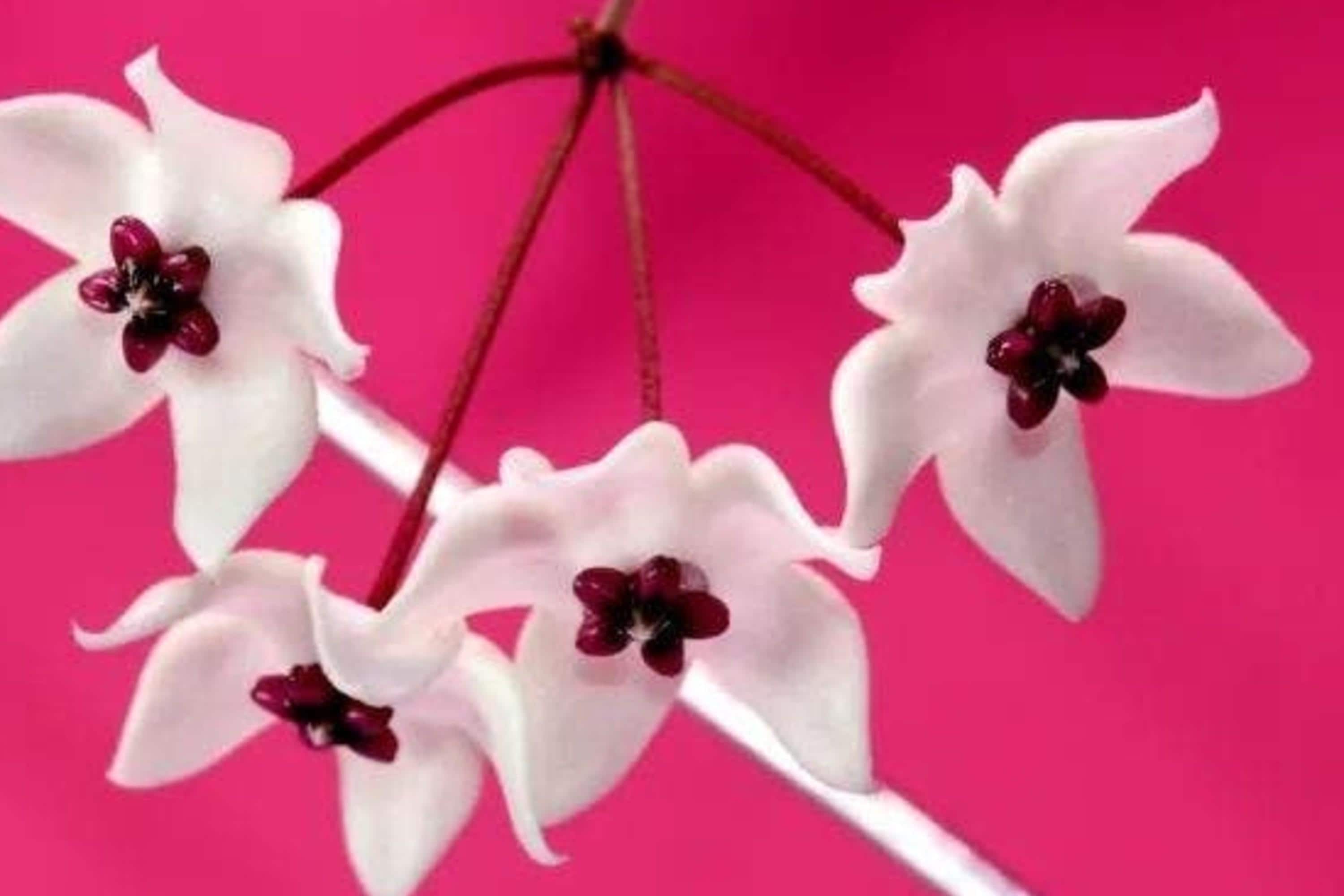 Hoya Microphylla cutting