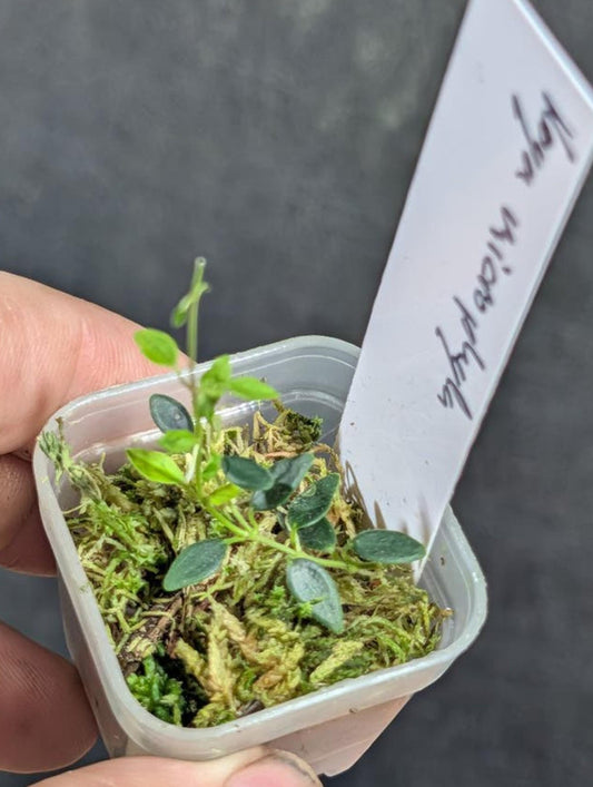 Hoya Microphylla cutting