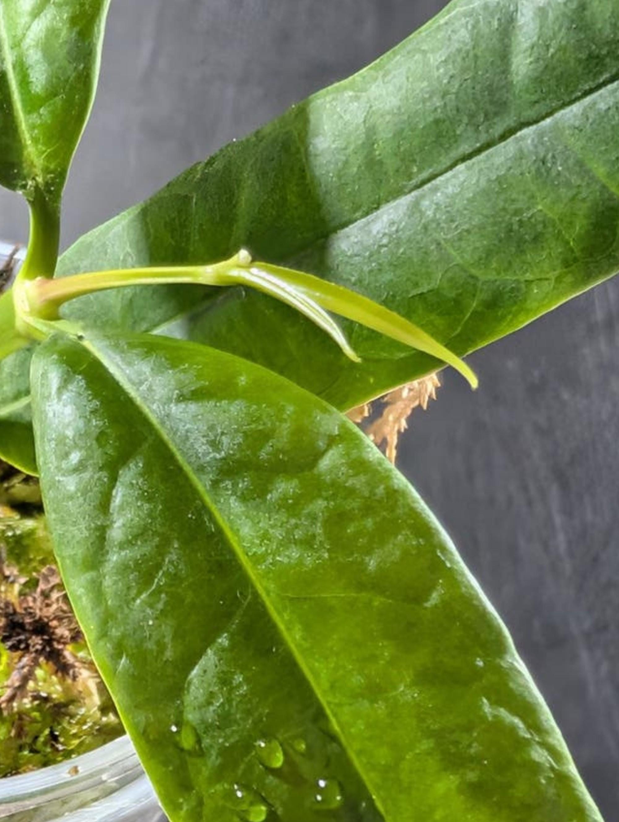 Hoya Platycaulis cutting