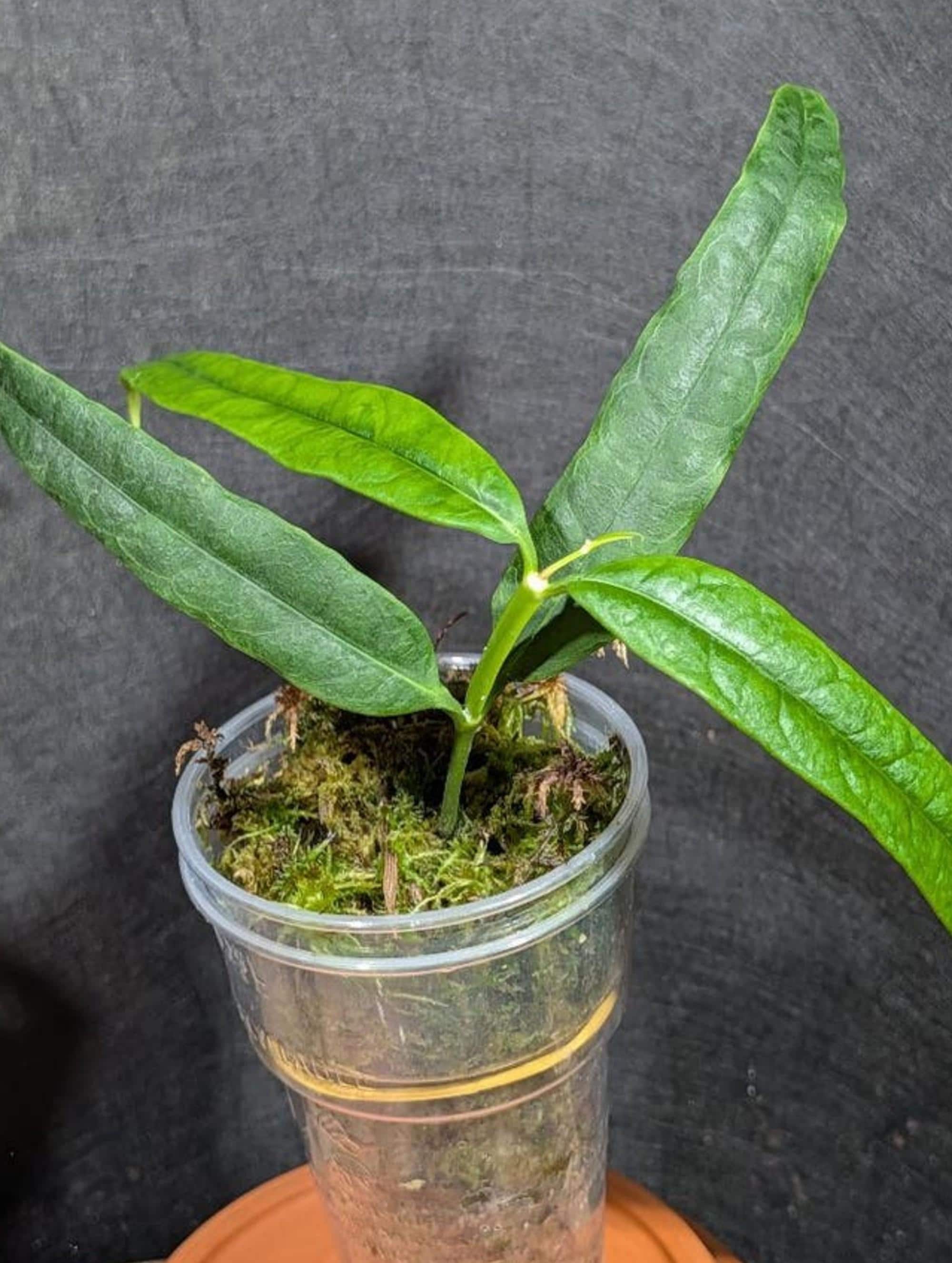 Hoya Platycaulis cutting