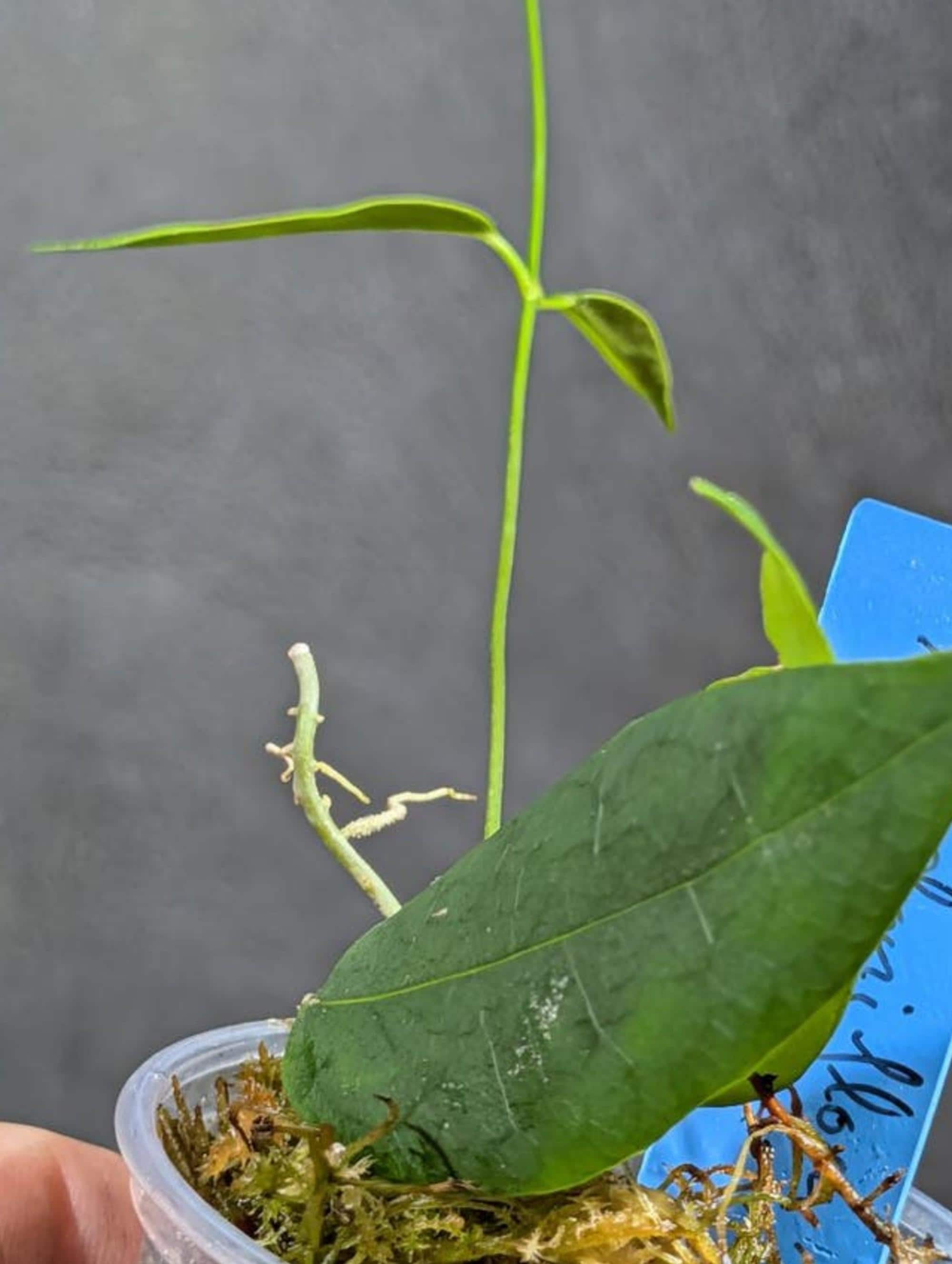 Hoya Solaniflora cutting