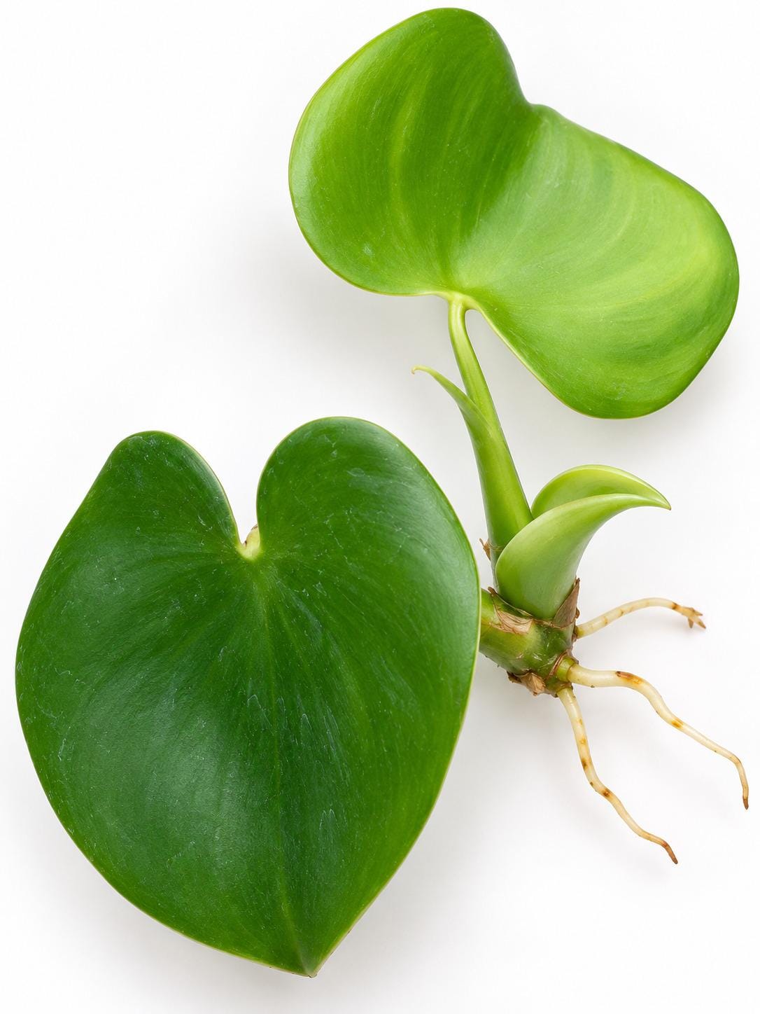 Philodendron Grazielae Cutting – rare plant for sale