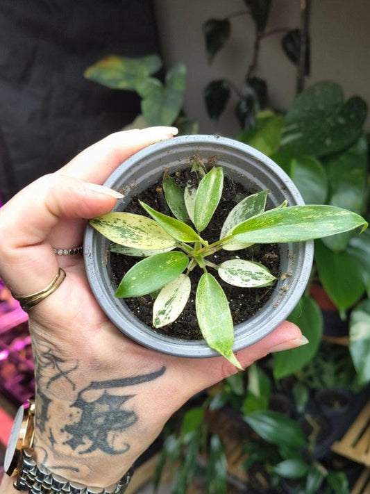 Philodendron Joepii Nebula Grokii cutting