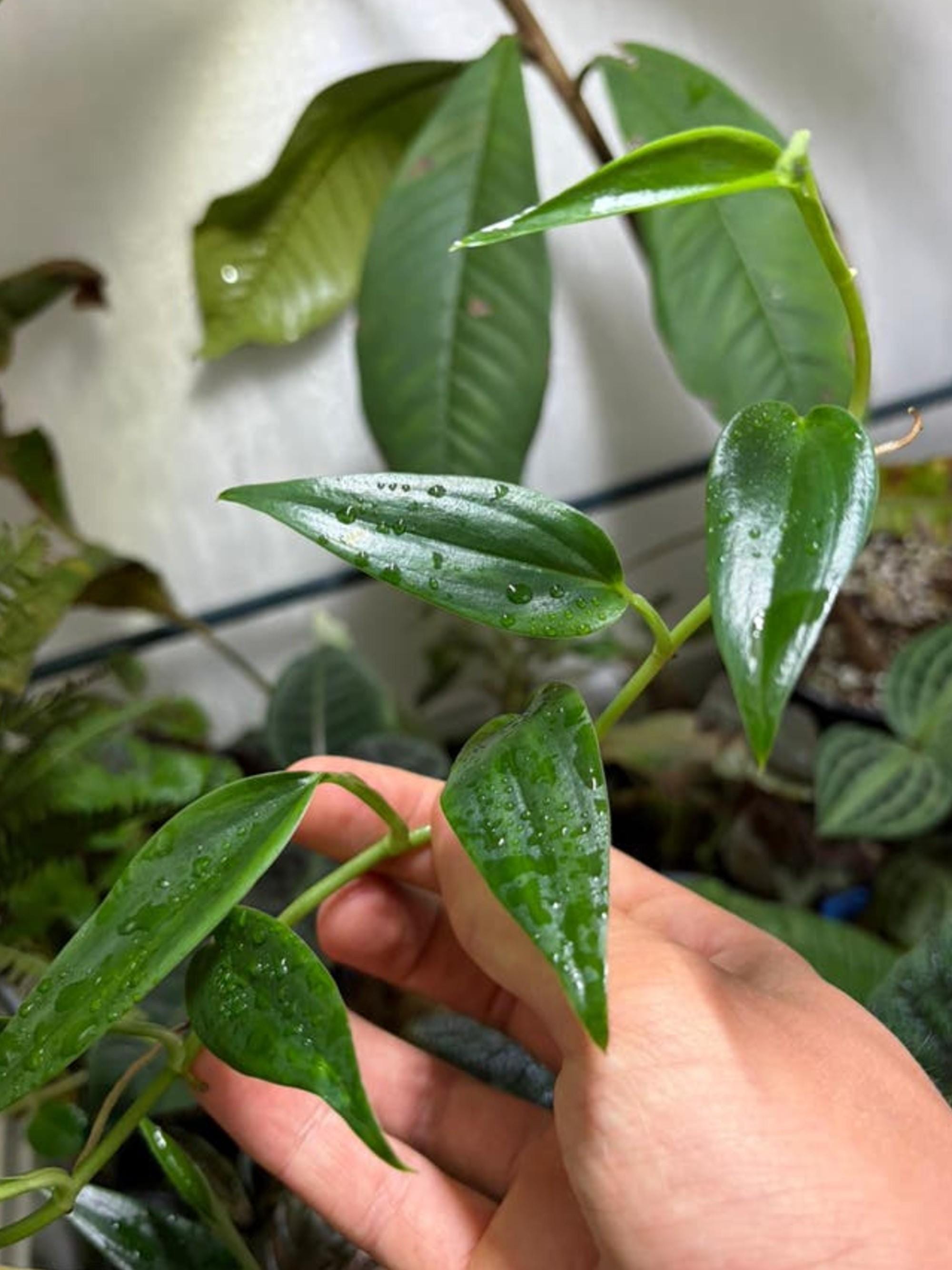 Philodendron sp. Central America cutting