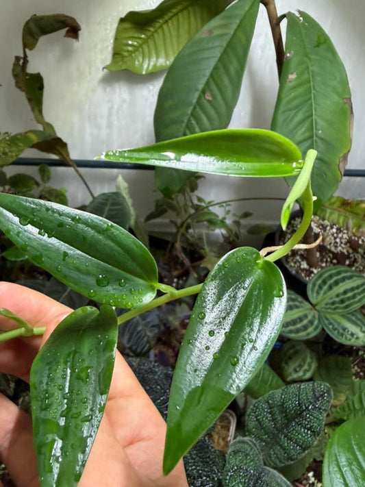 Philodendron sp. Central America cutting