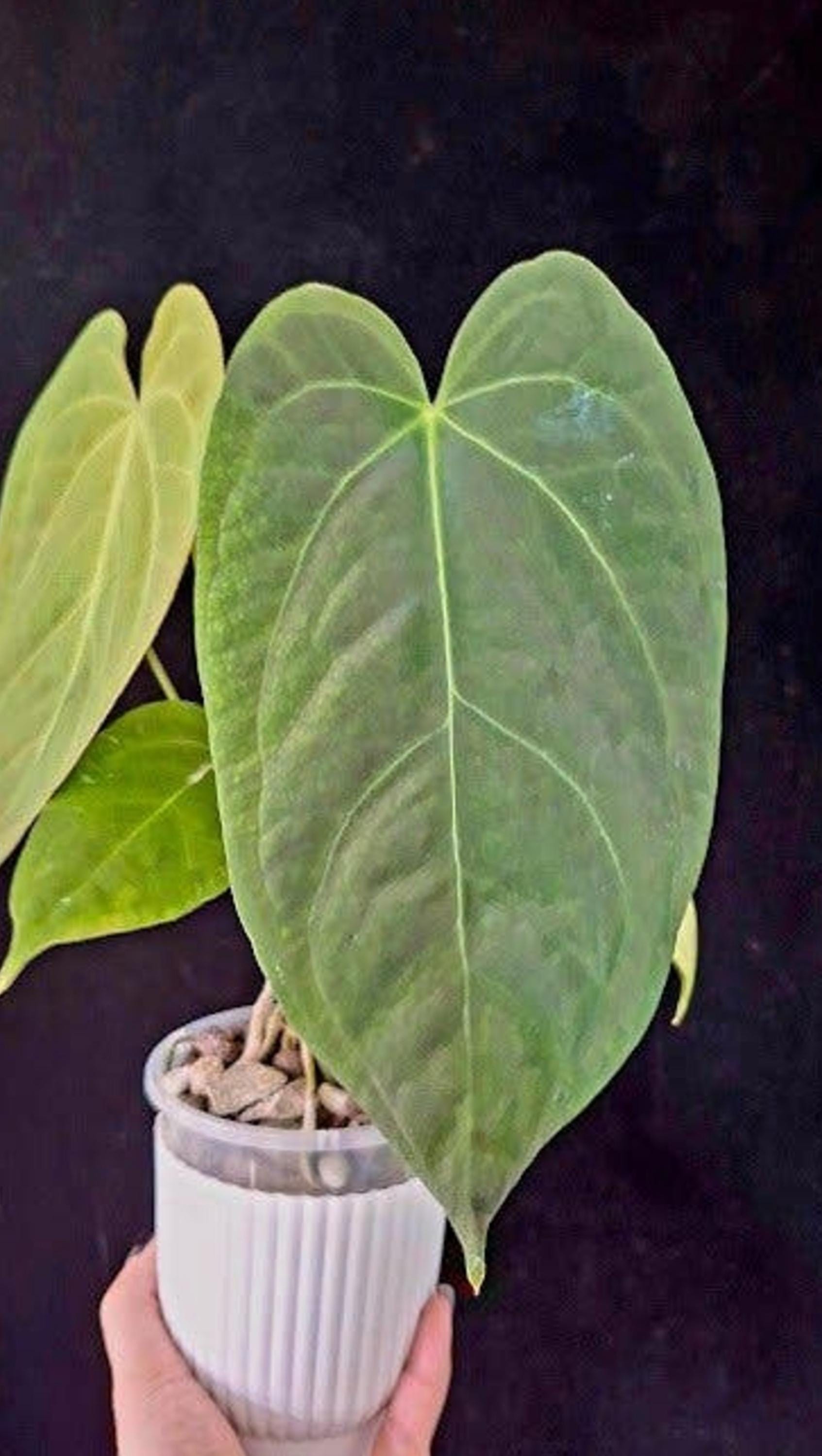 Anthurium Super Silver cutting