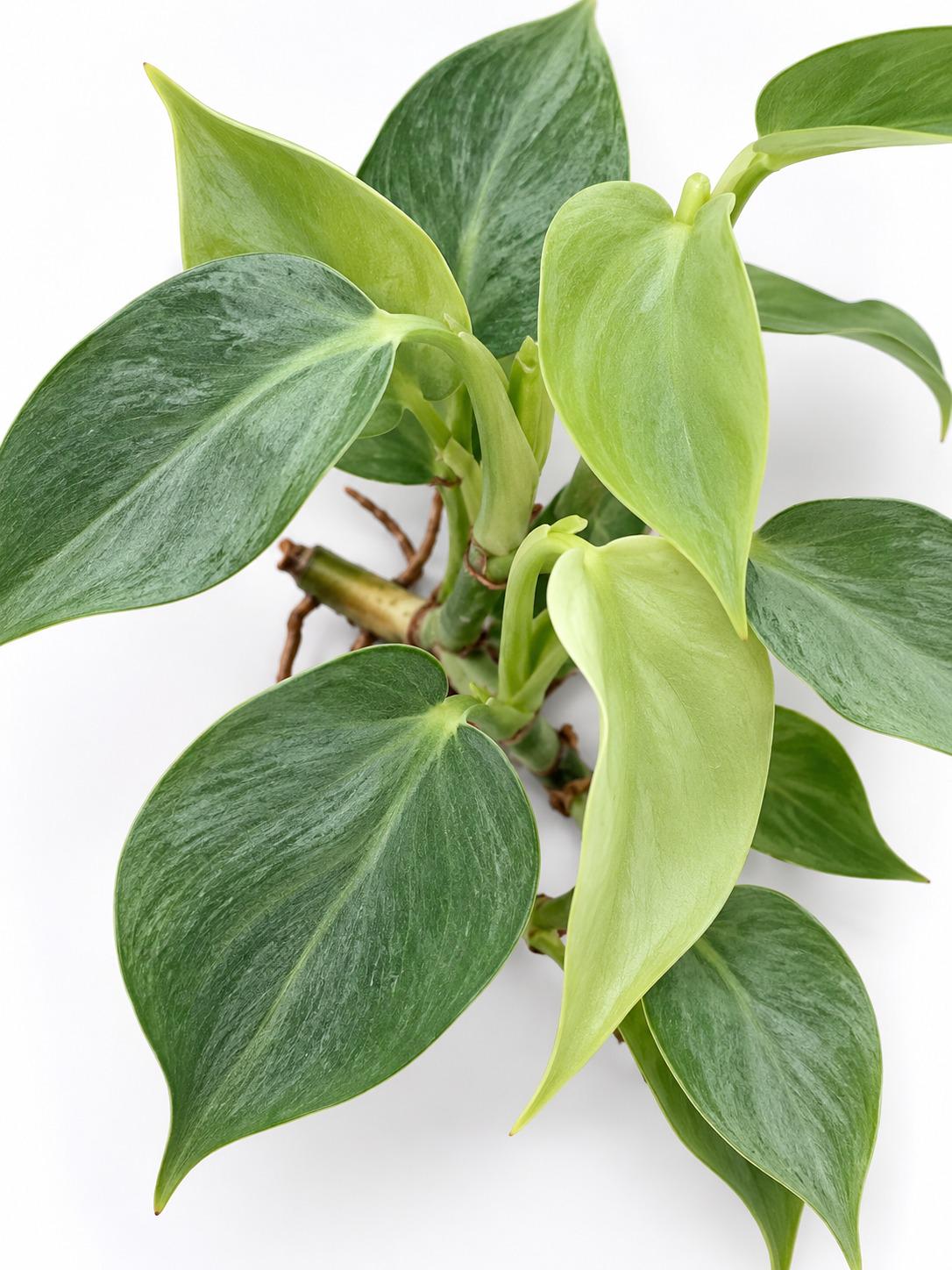 Philodendron Pteropus Aff. Silver Cutting – rare plant for sale