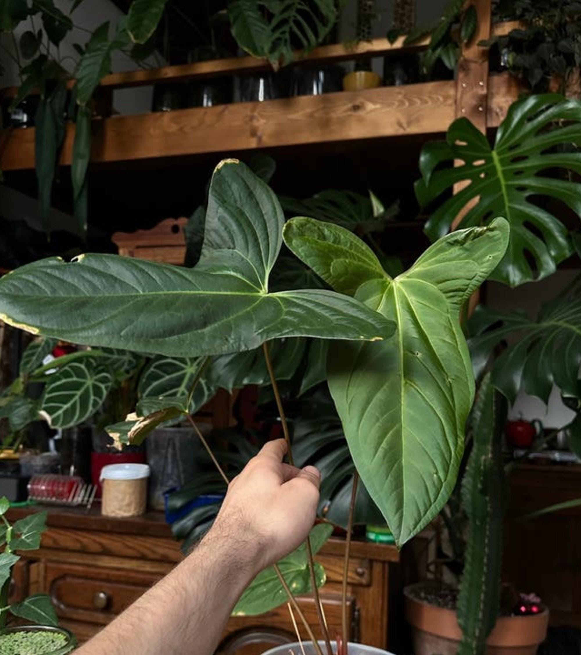 Anthurium Papillilaminum Ruby cutting