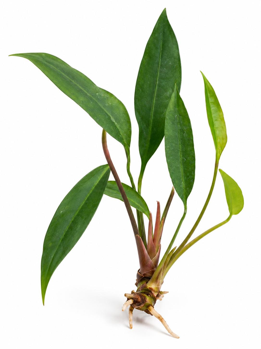 Anthurium Gracile – photo 2