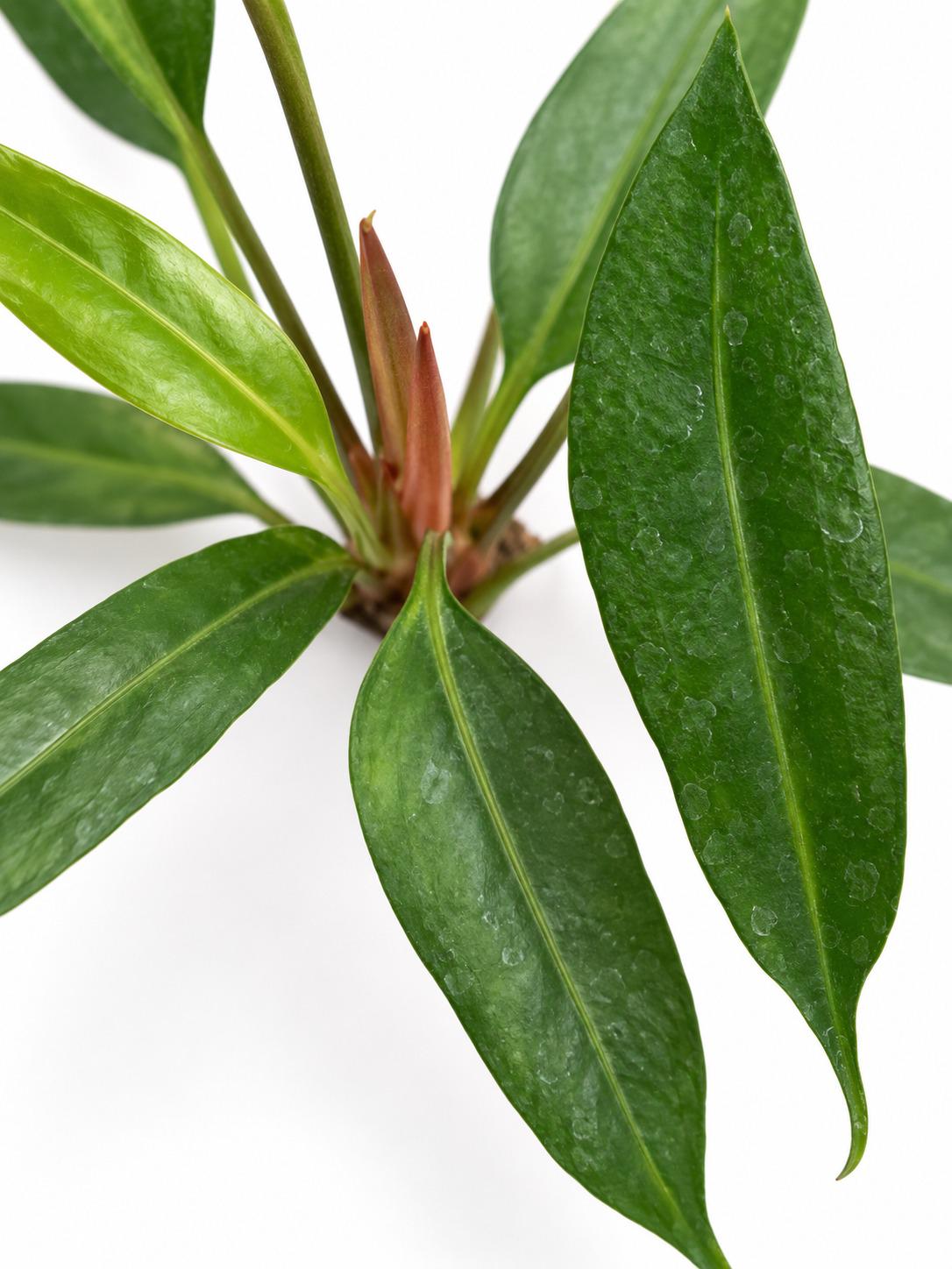 Anthurium Gracile – rare plant for sale