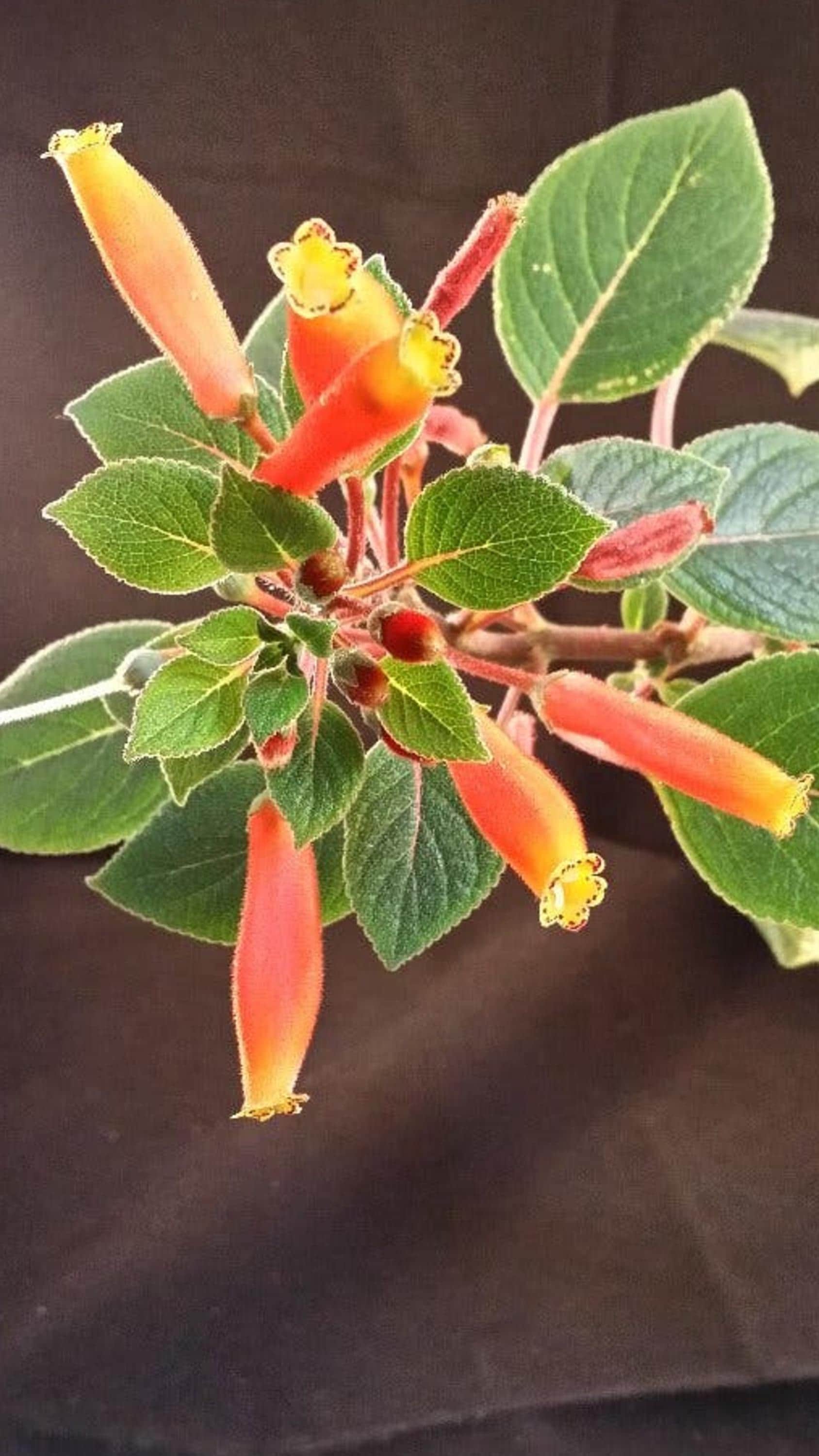 Kohleria Tubiflora cutting