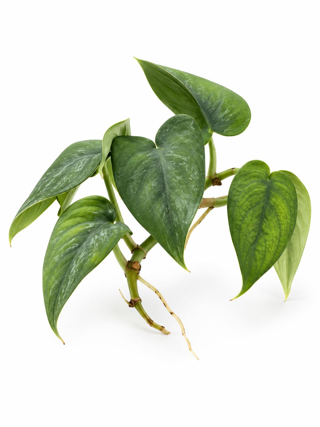 Scindapsus Pictus Jade Satin Cutting – photo 2
