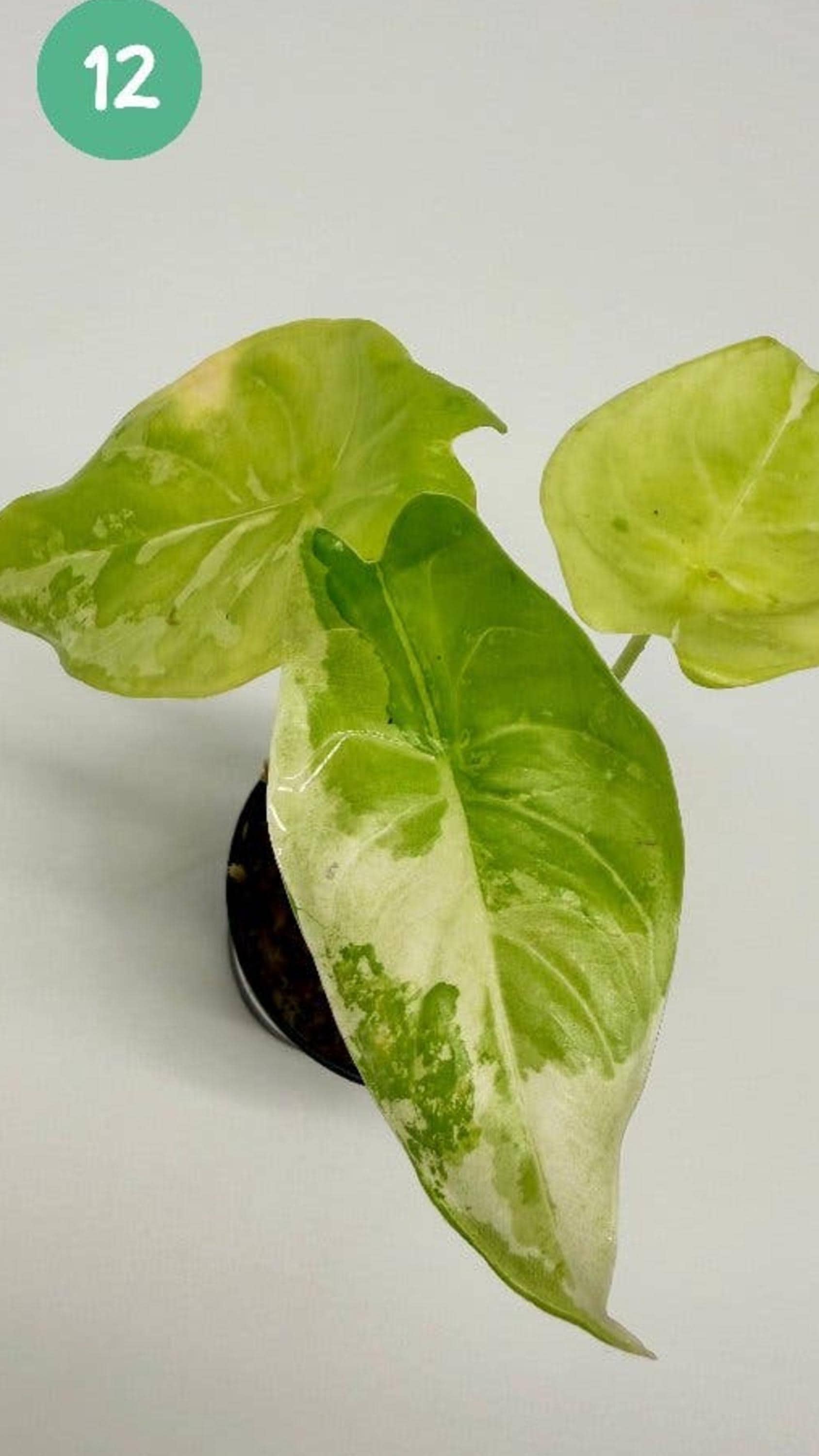 Alocasia Acuminata Albo Variegata bulb