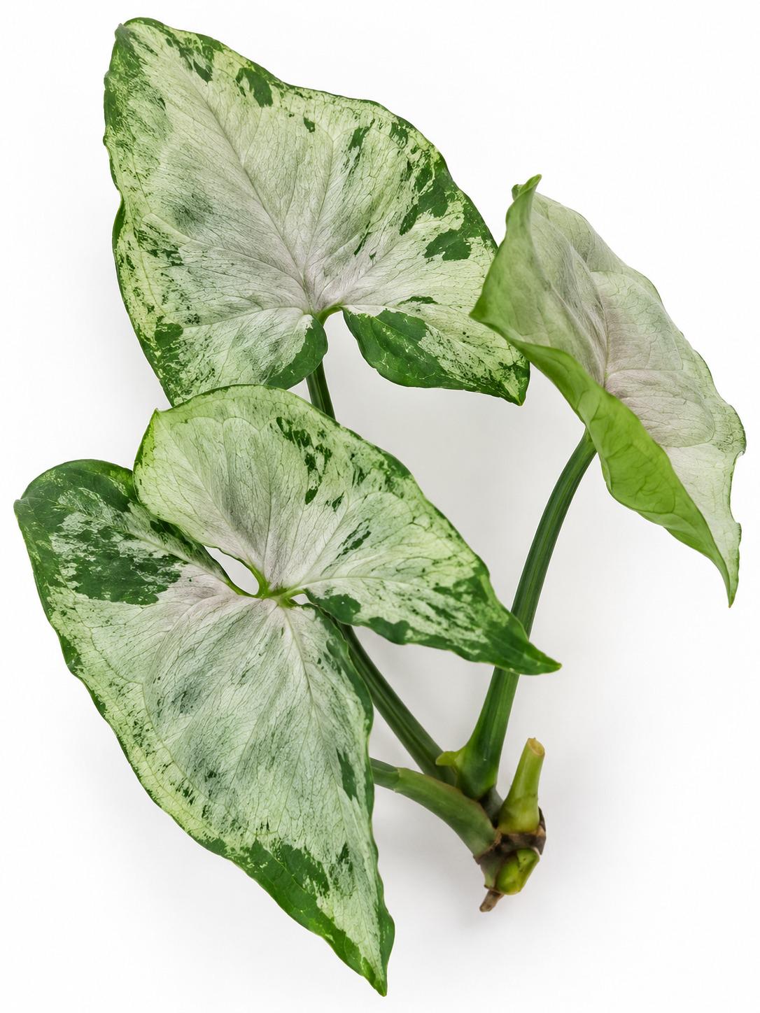 Syngonium Podophyllum Green Splash Cutting – rare plant for sale