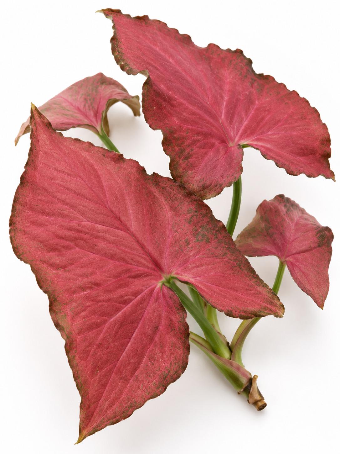Syngonium Podophyllum Orm Nak Red Cutting – rare plant for sale
