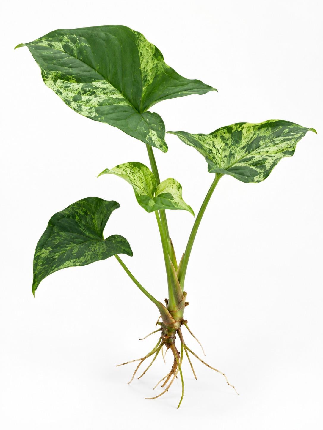 Syngonium Podophyllum Mojito Cutting – photo 2