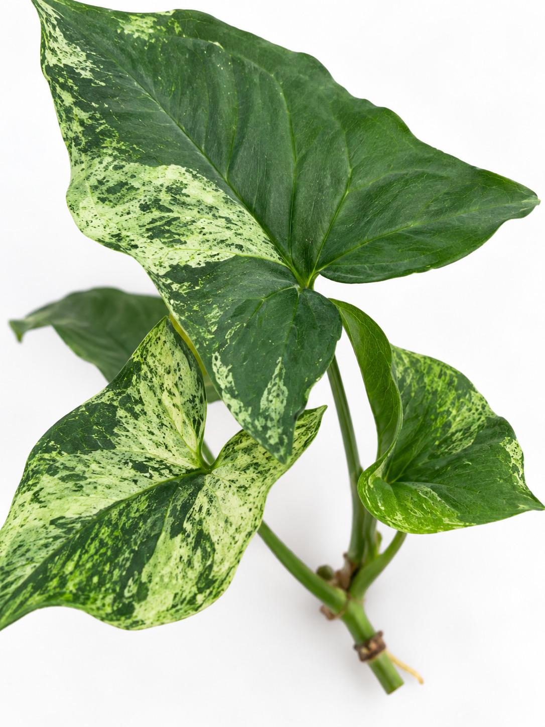 Syngonium Podophyllum Mojito Cutting – rare plant for sale