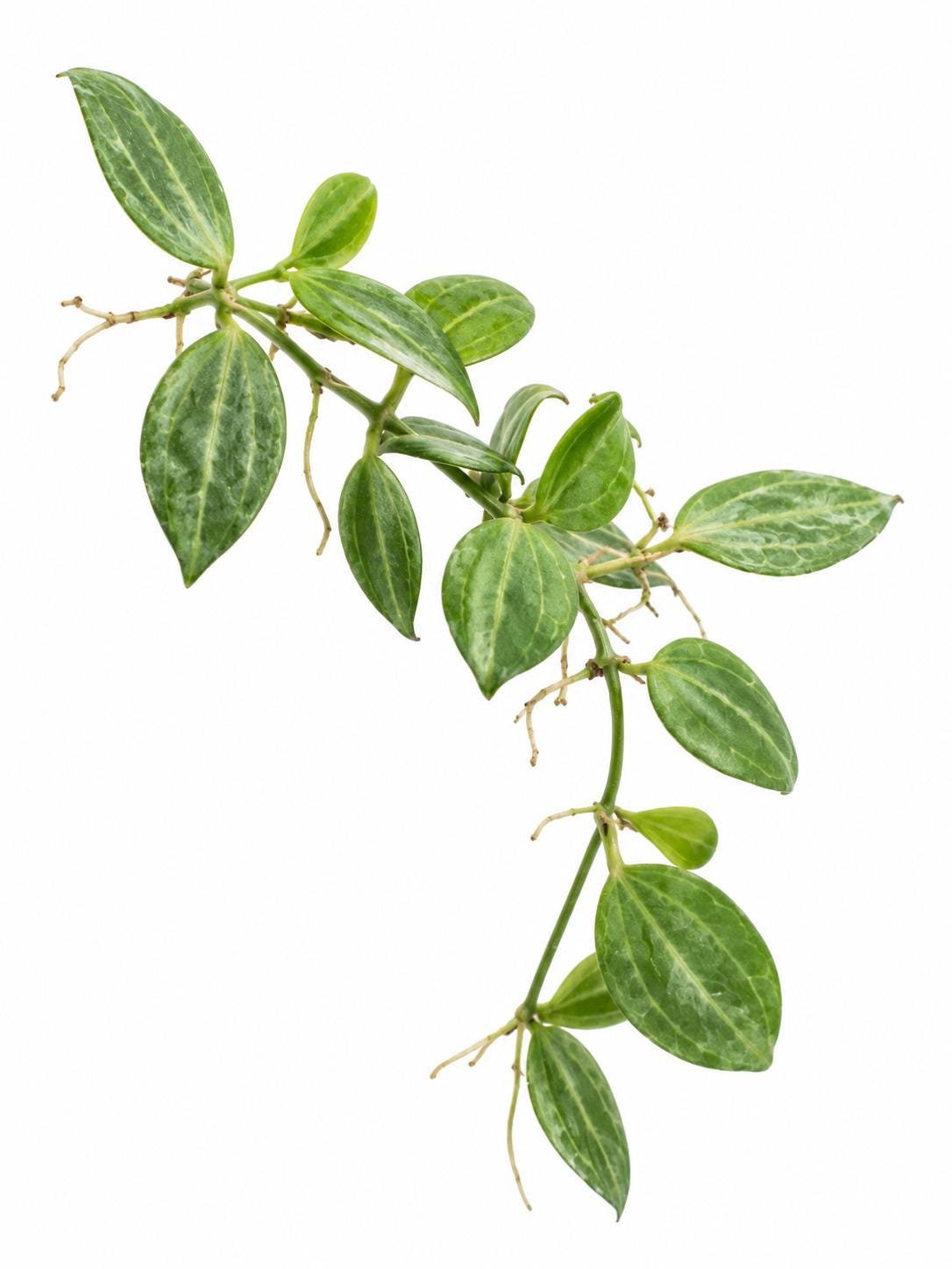 Dischidia Ovata Cutting – photo 2