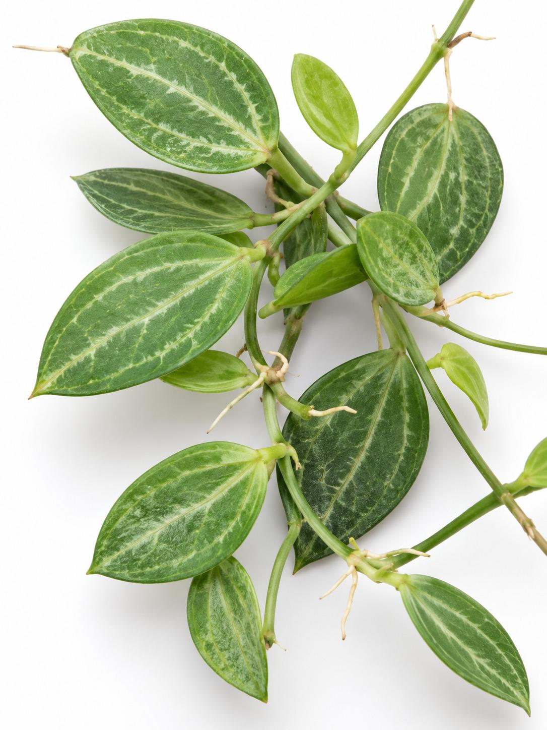 Dischidia Ovata Cutting – rare plant for sale
