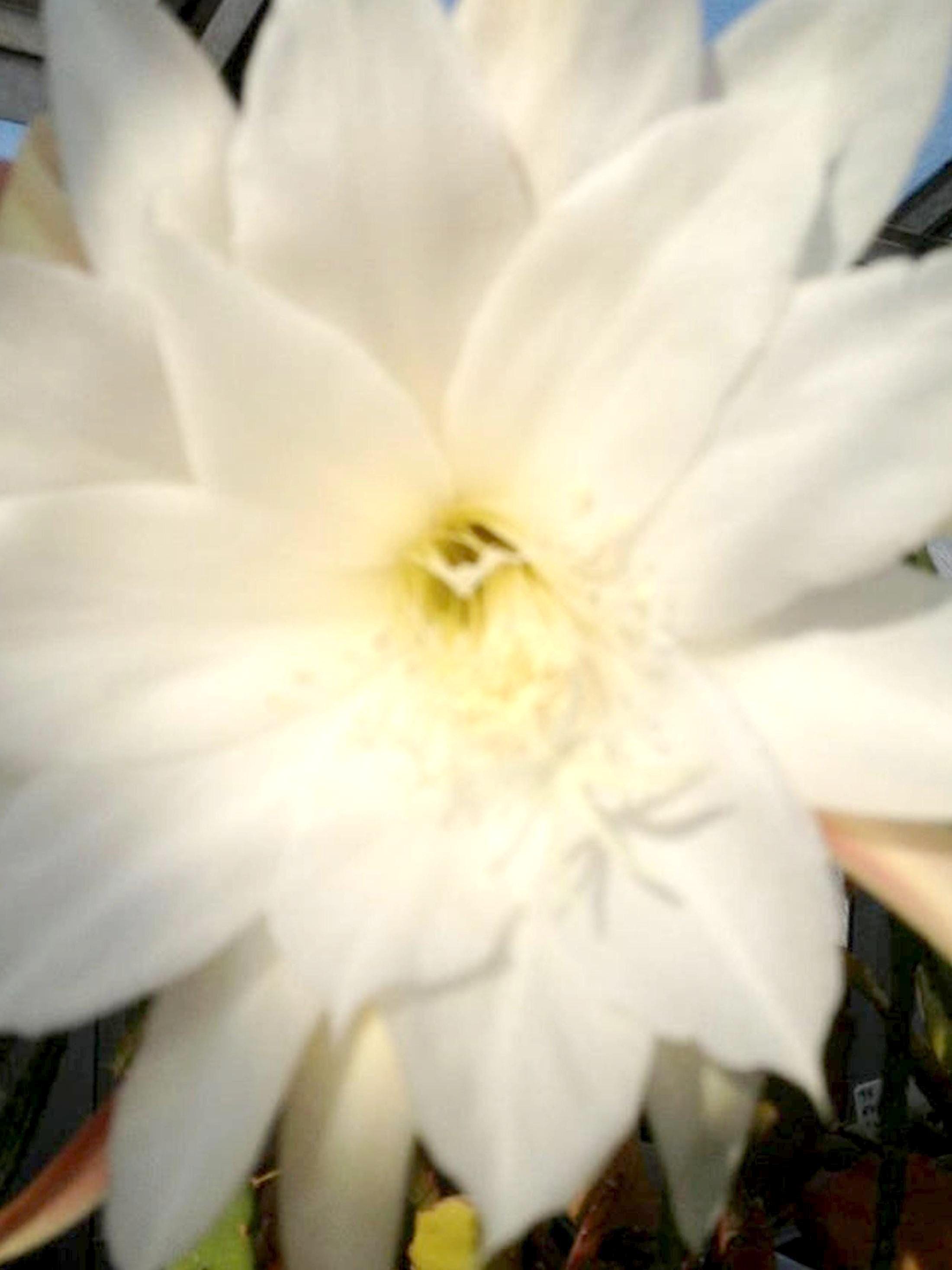Epiphyllum Elvenbein cutting