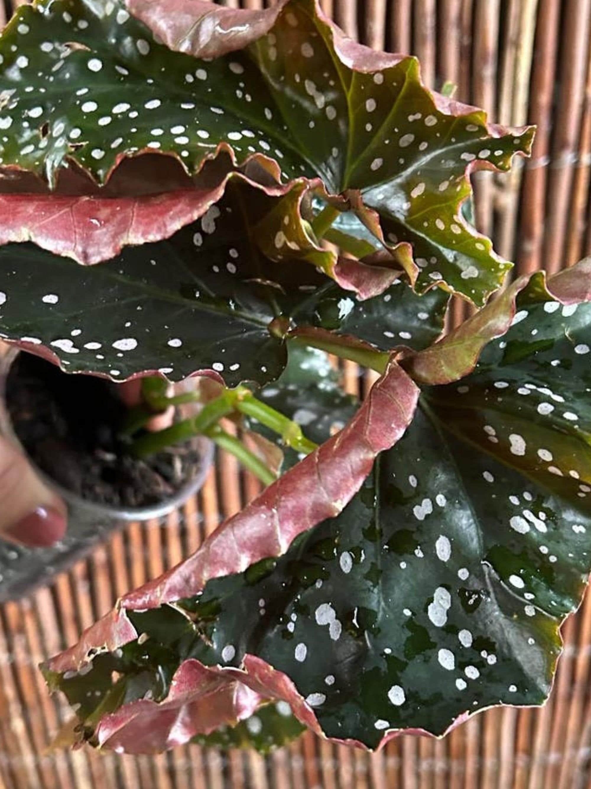 Begonia Cracklin Rosy cutting