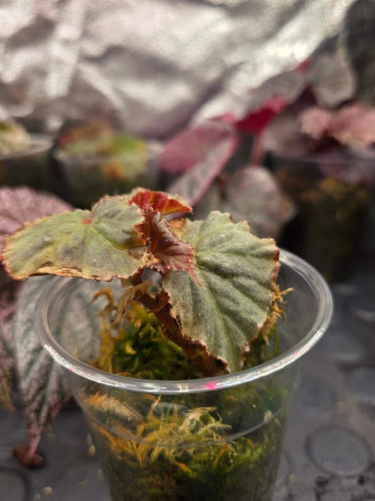 Begonia Ocean leaf cutting