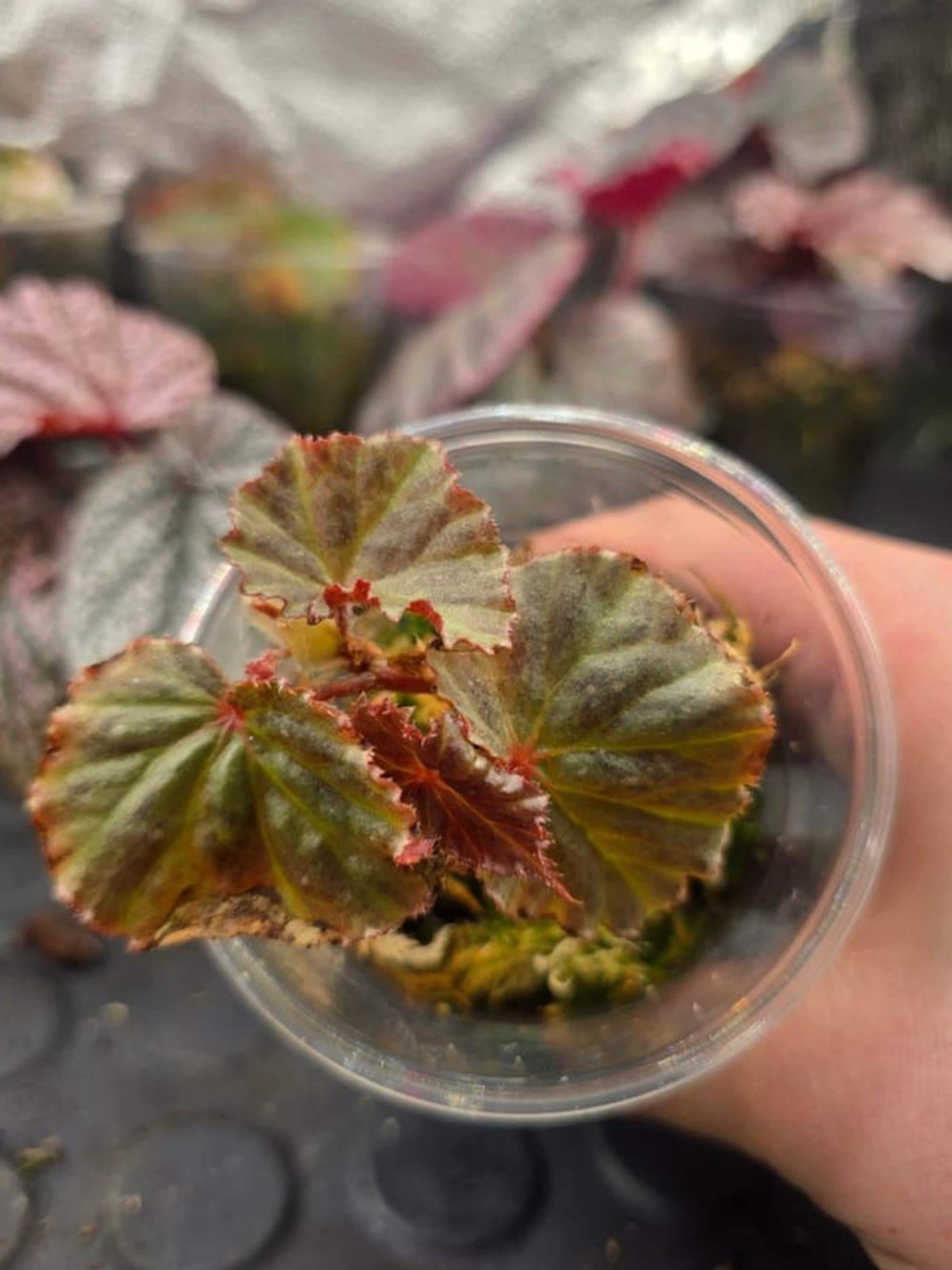 Begonia Ocean leaf cutting