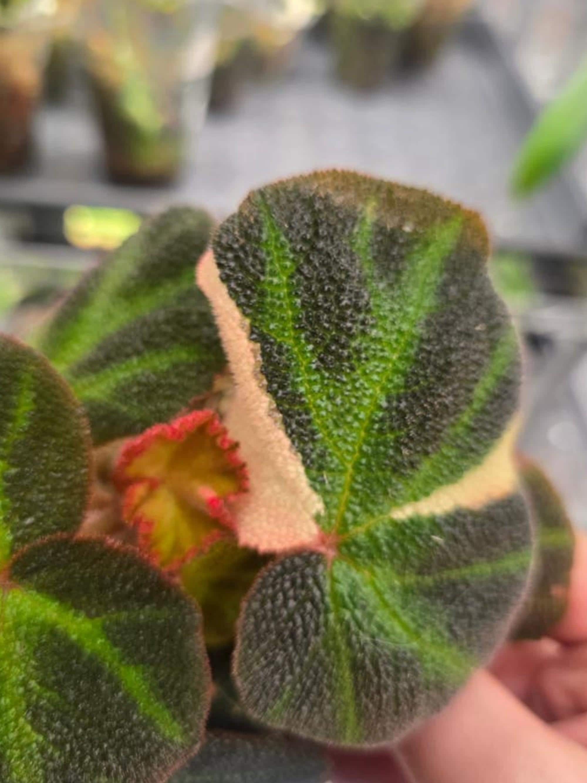Begonia Soli Mutata Variegata cutting
