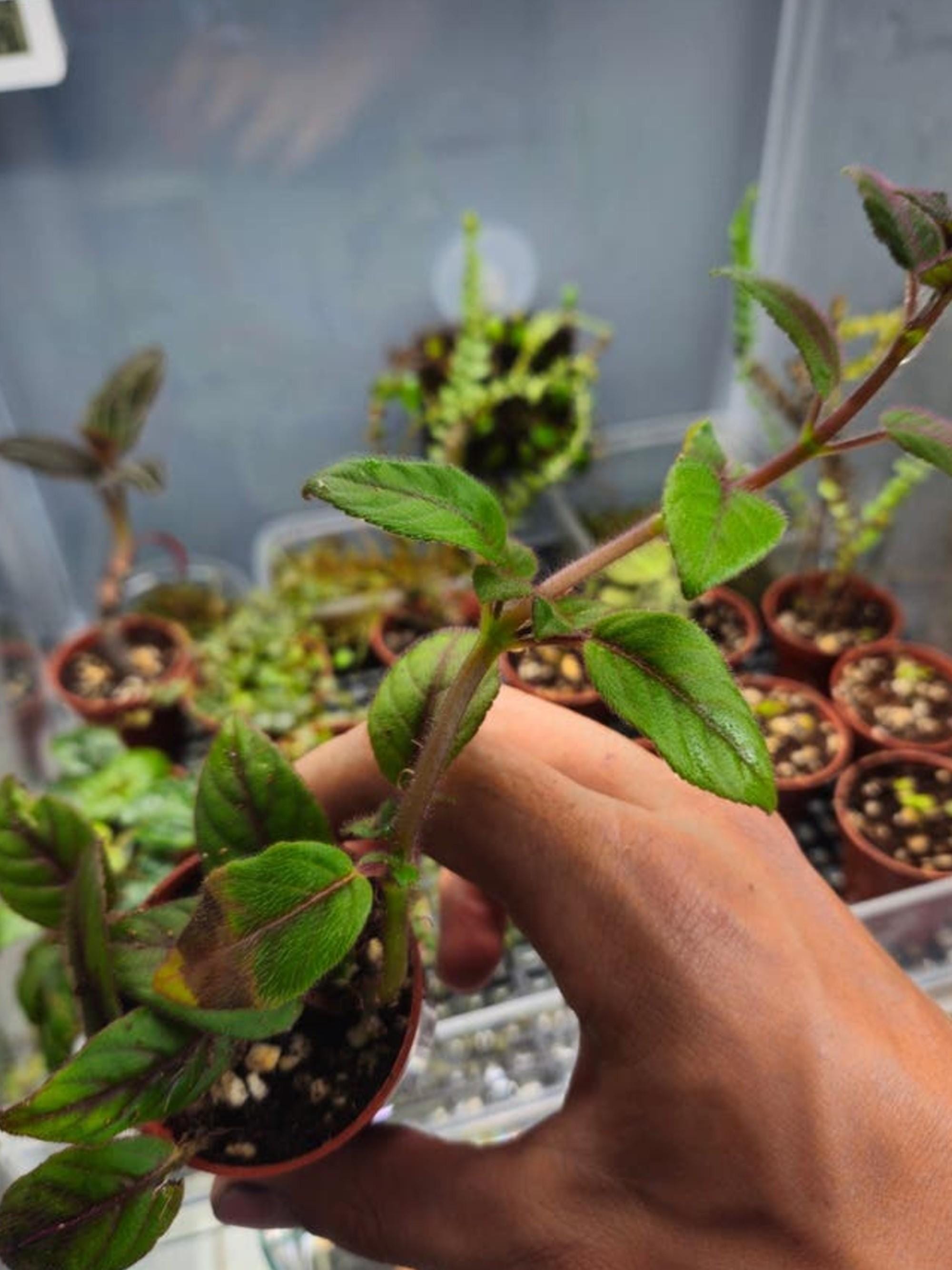 Paradrymonia Campostyla cutting