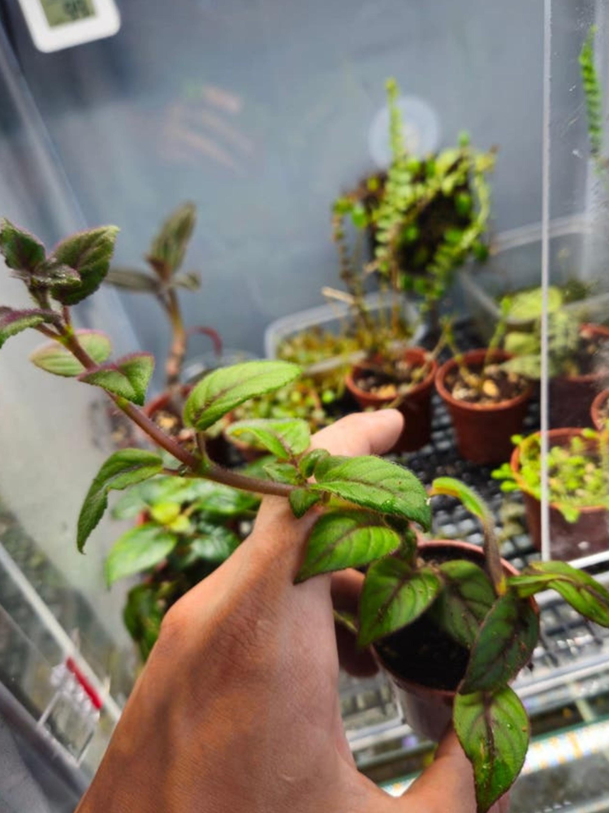 Paradrymonia Campostyla cutting