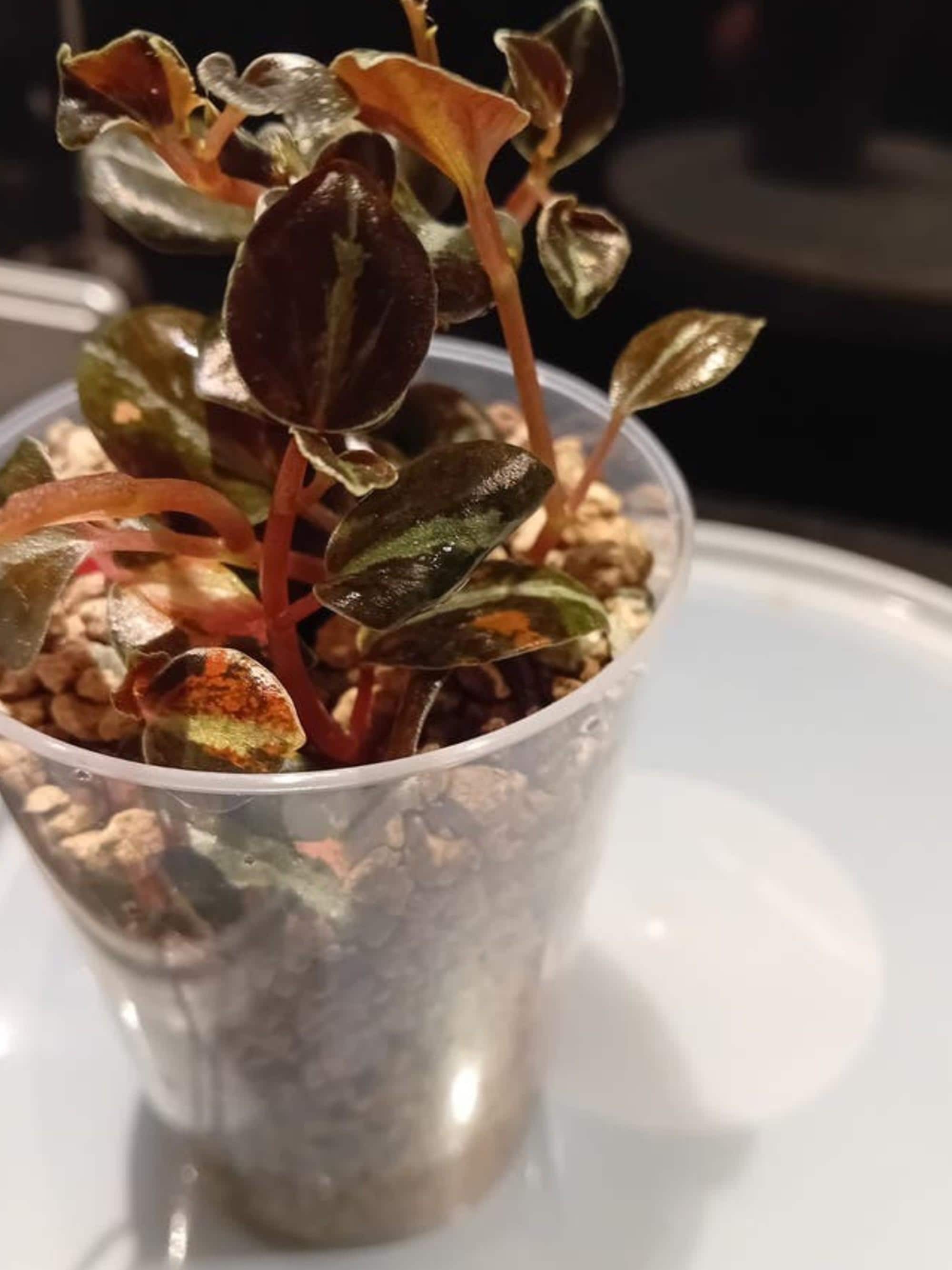 Peperomia Metallica Colombiana cutting