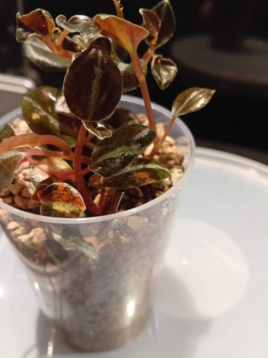 Peperomia Metallica Colombiana cutting