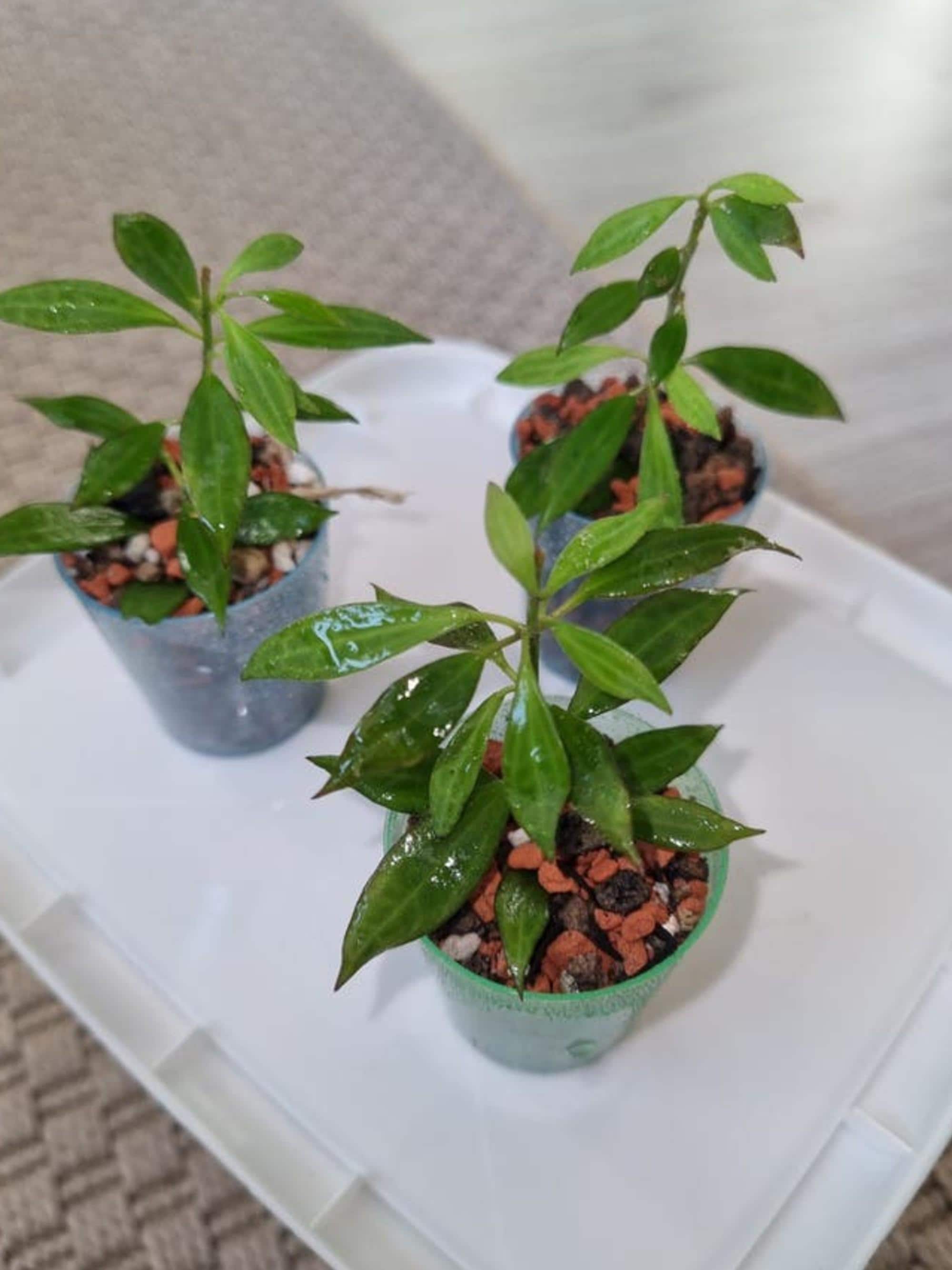 Hoya Micro Dwarf cutting