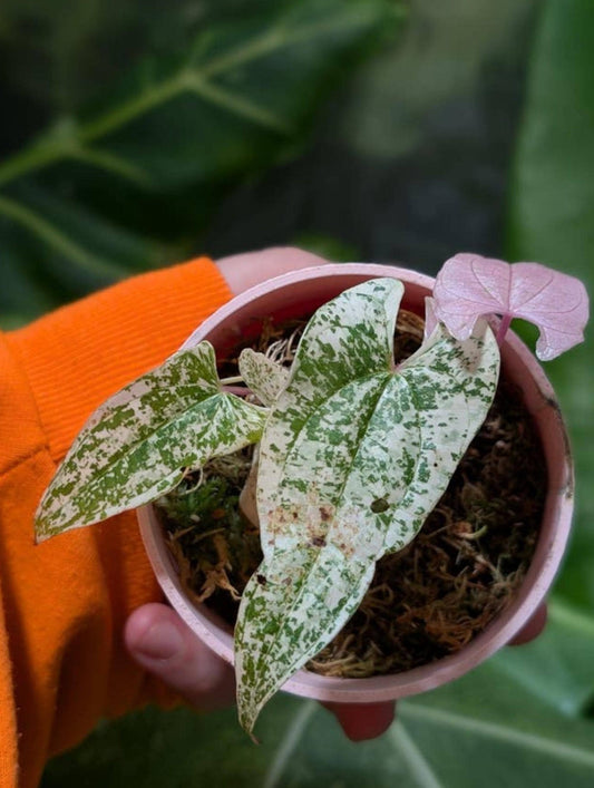 Dioscorea Pixel Pink cutting