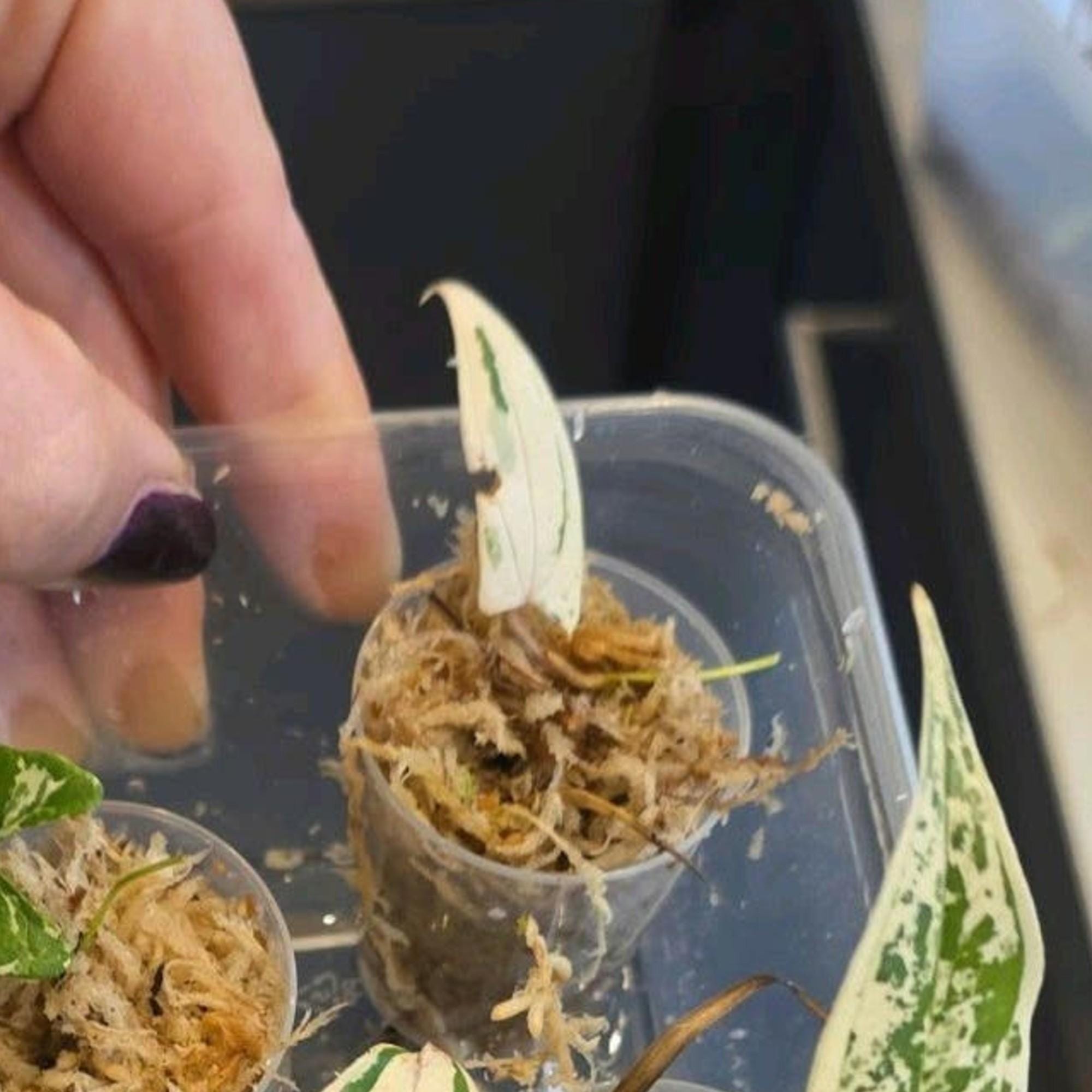 Dioscorea Pixel Pink cutting
