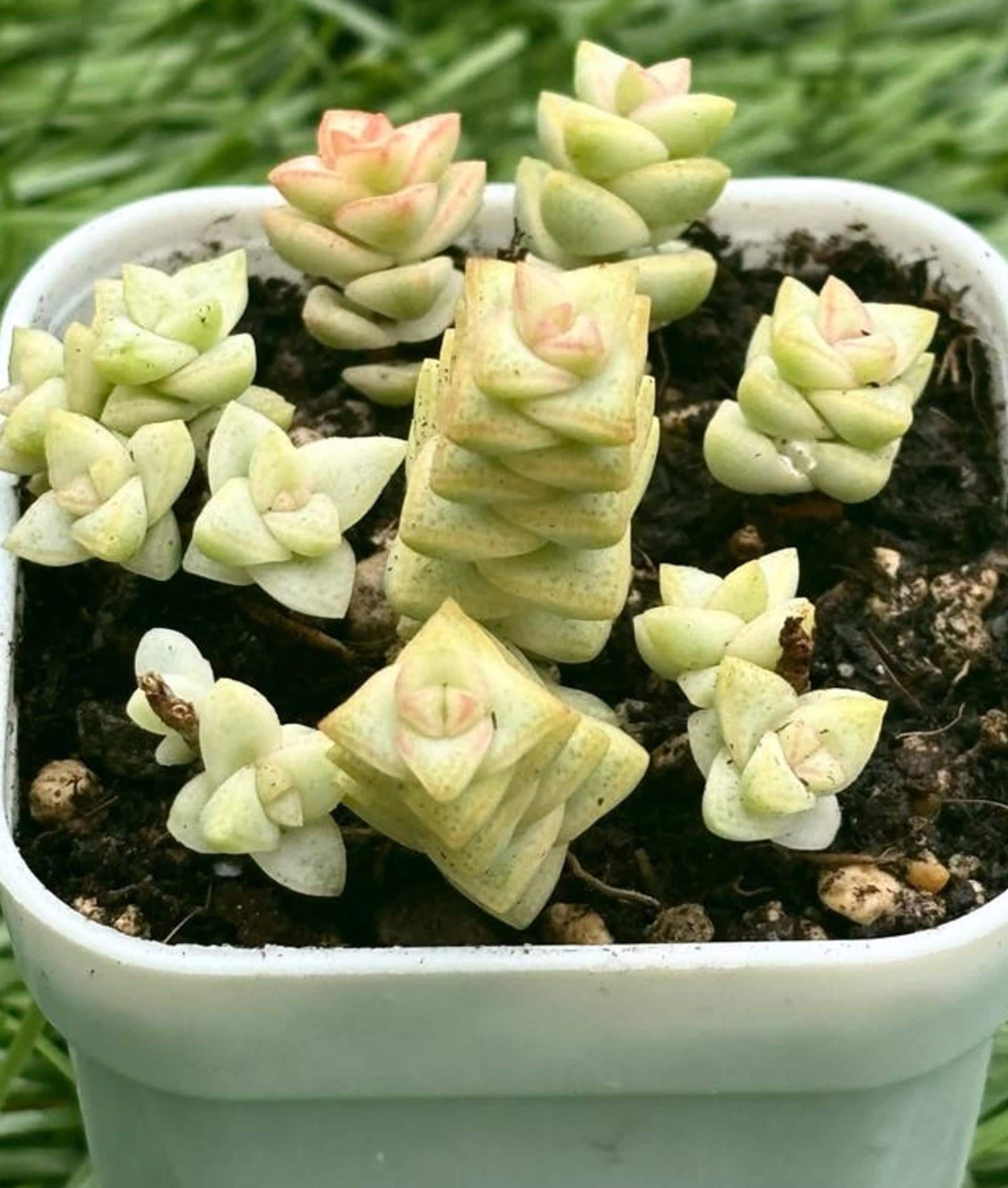 Crassula Marnieriana Variegata cutting