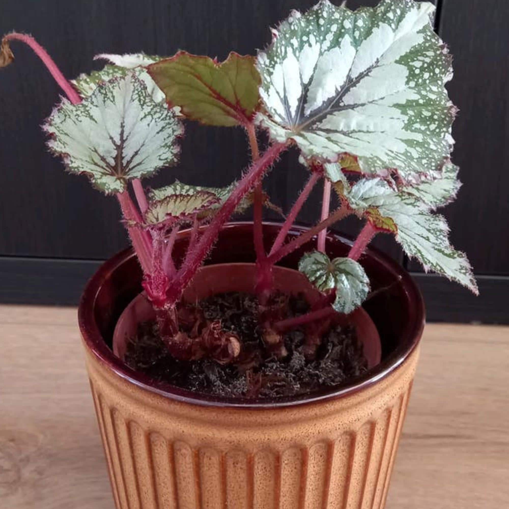 Begonia Asian Tundra cutting